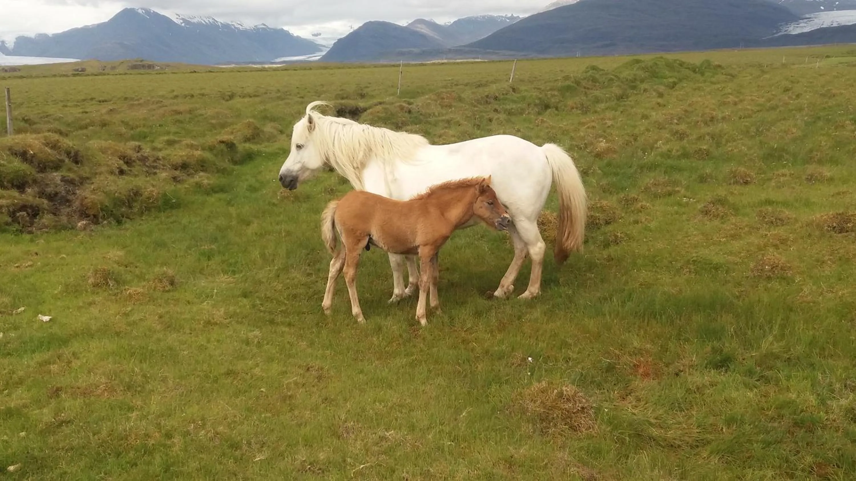 Animals in Lambhus Glacier View Cabins