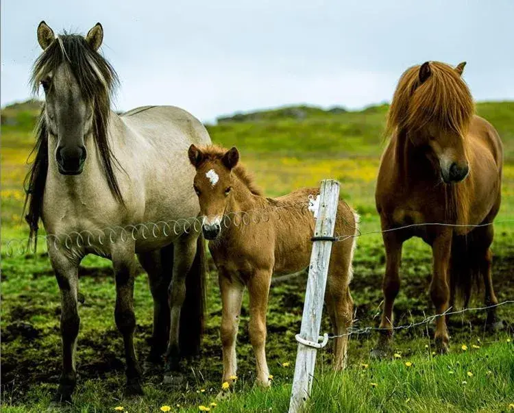 Lambhus Glacier View Cabins Lambhus Glacier View Cabins