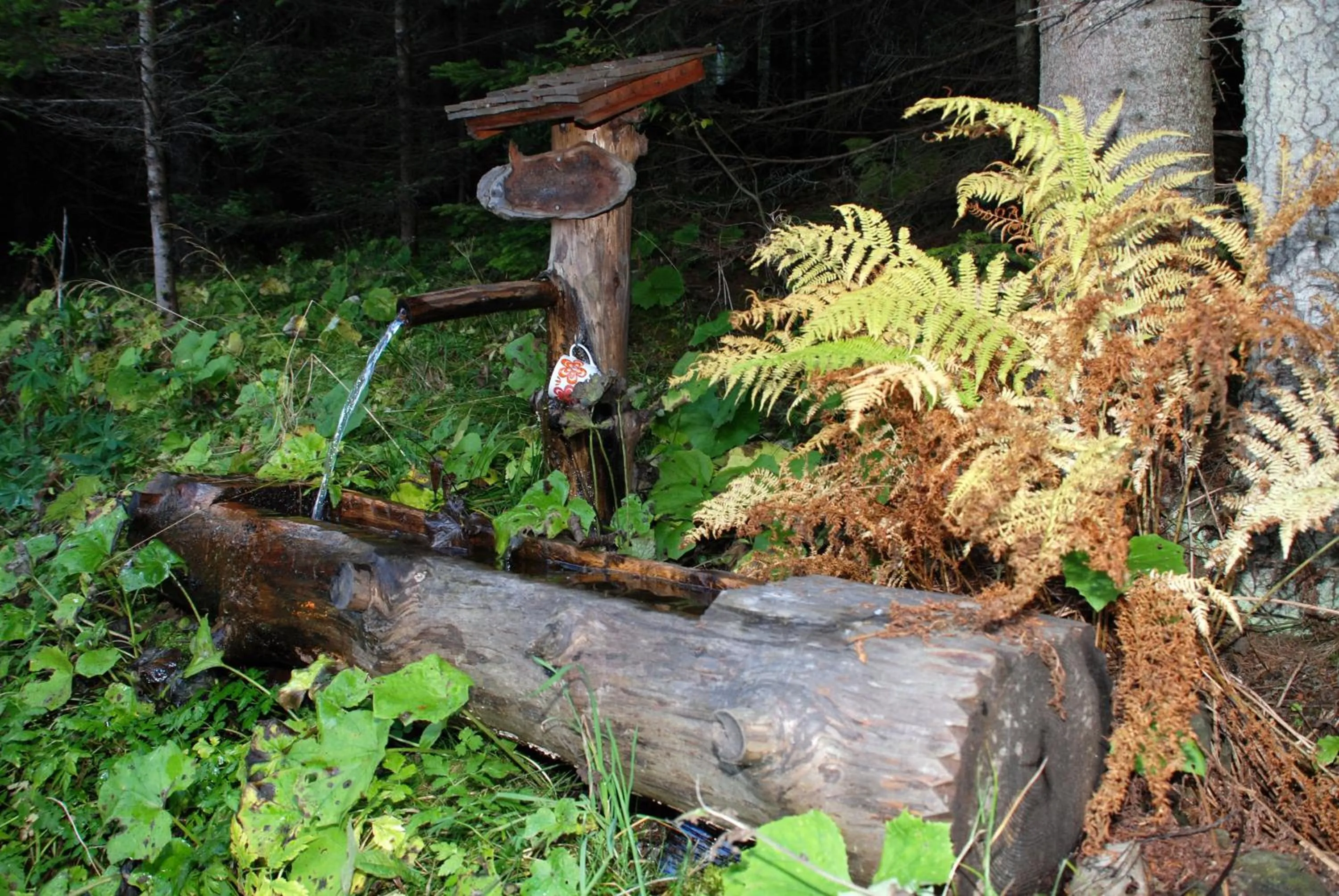 Hiking in Alpengasthof Moser