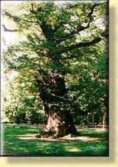 Decorative detail in Hotel Reutereiche
