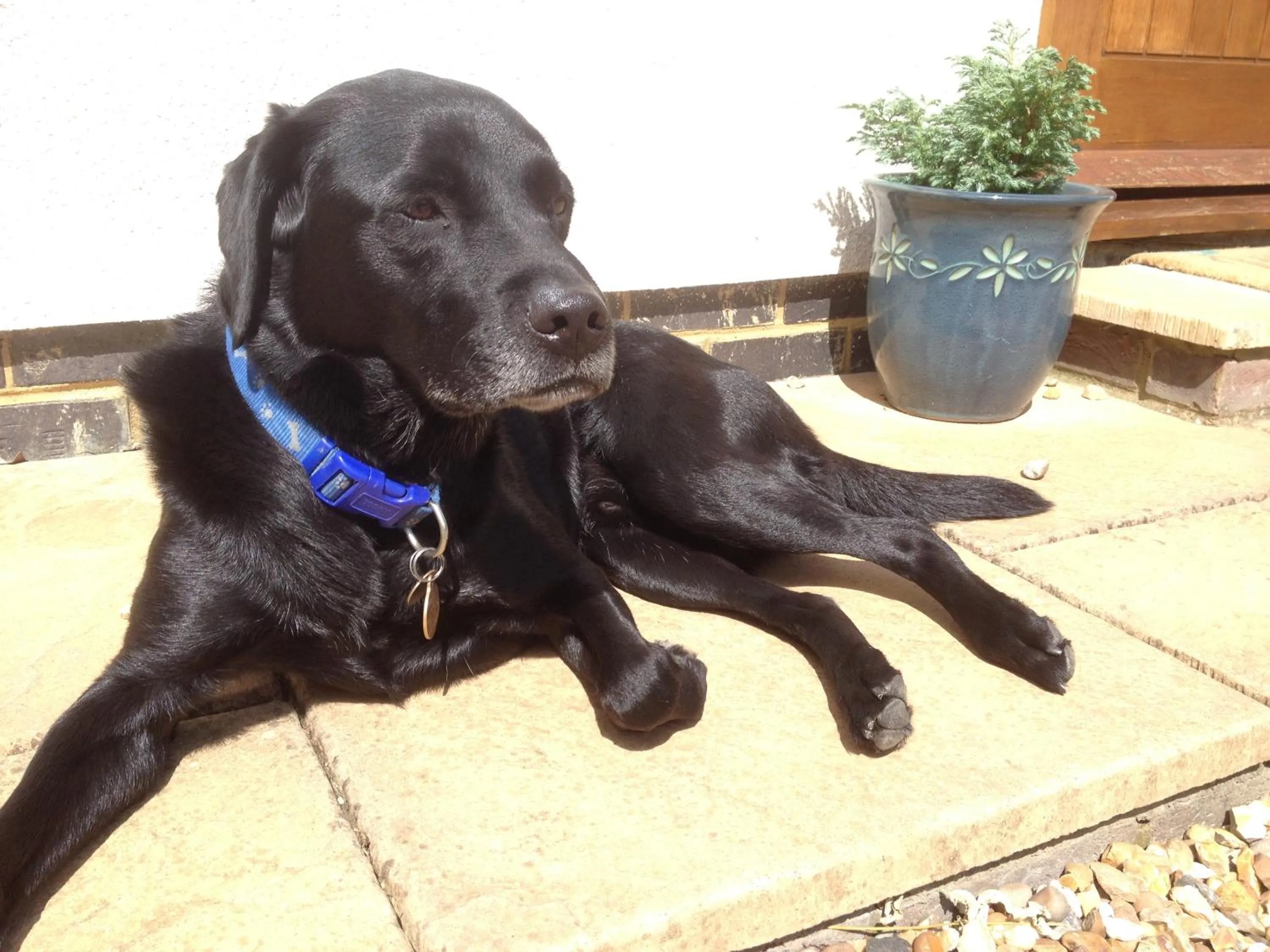 Pets in The Stables B&B @ Pear Tree Cottage