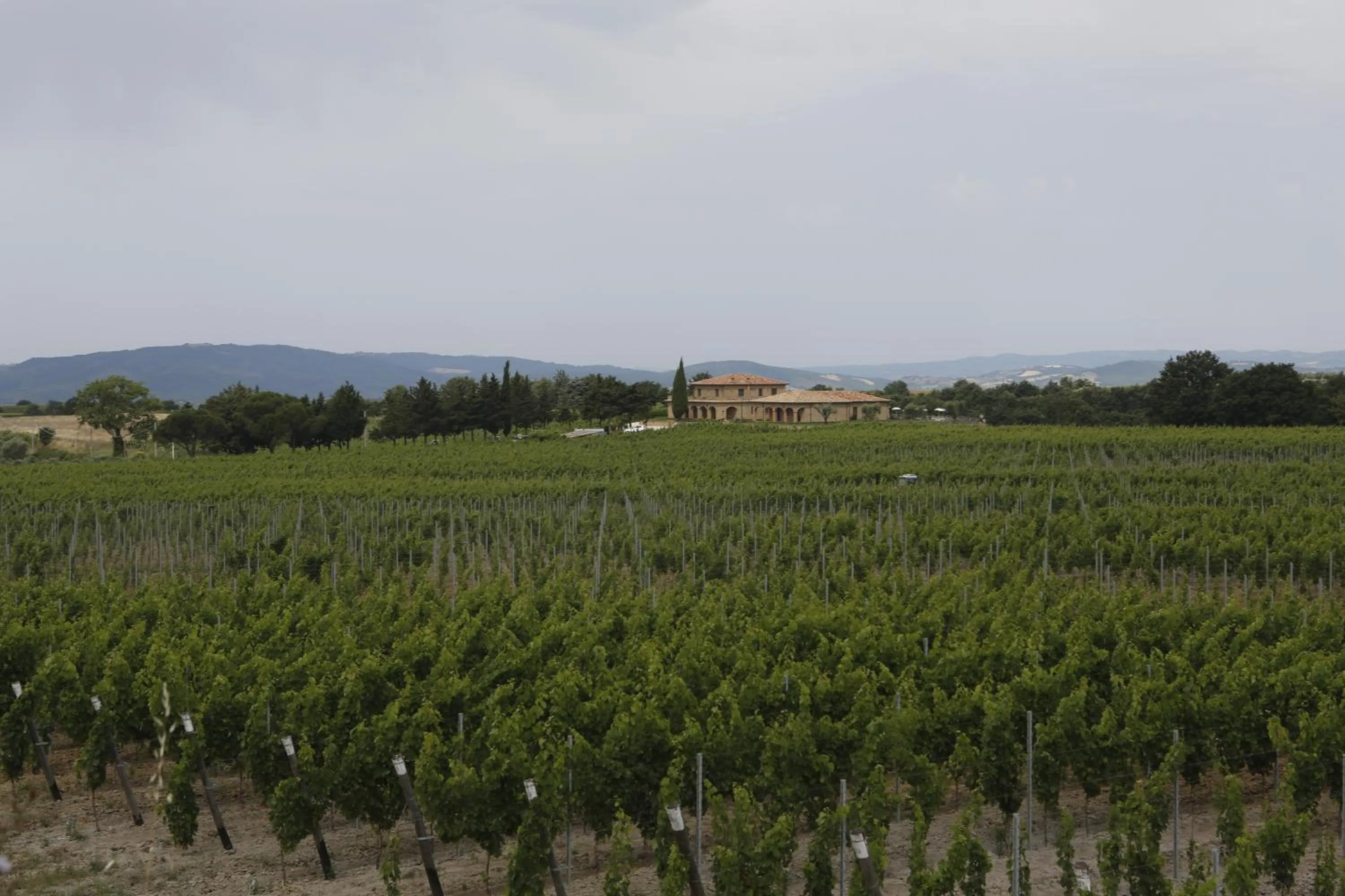 View (from property/room) in Agriturismo Poggio Al Tufo