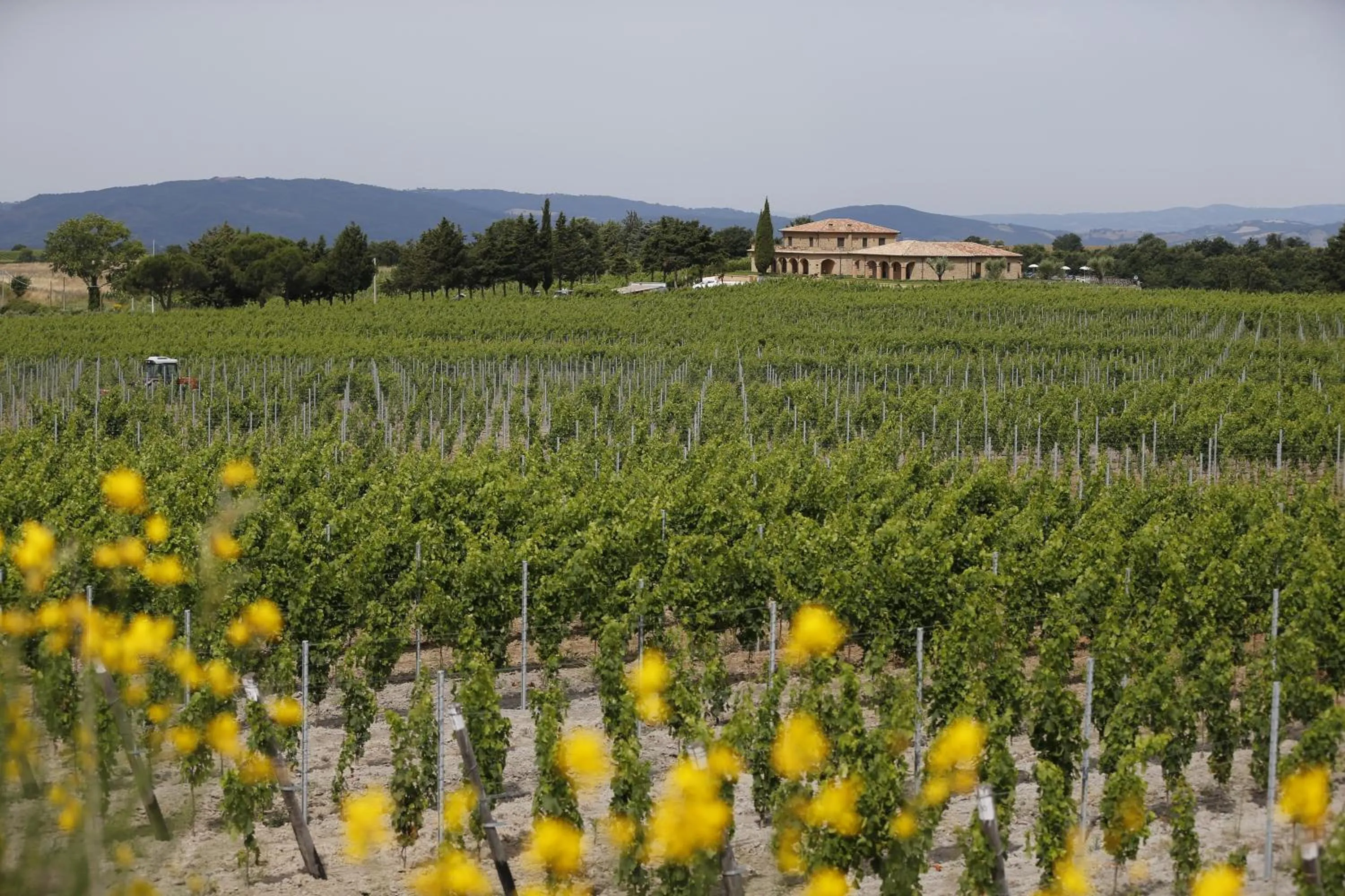View (from property/room) in Agriturismo Poggio Al Tufo