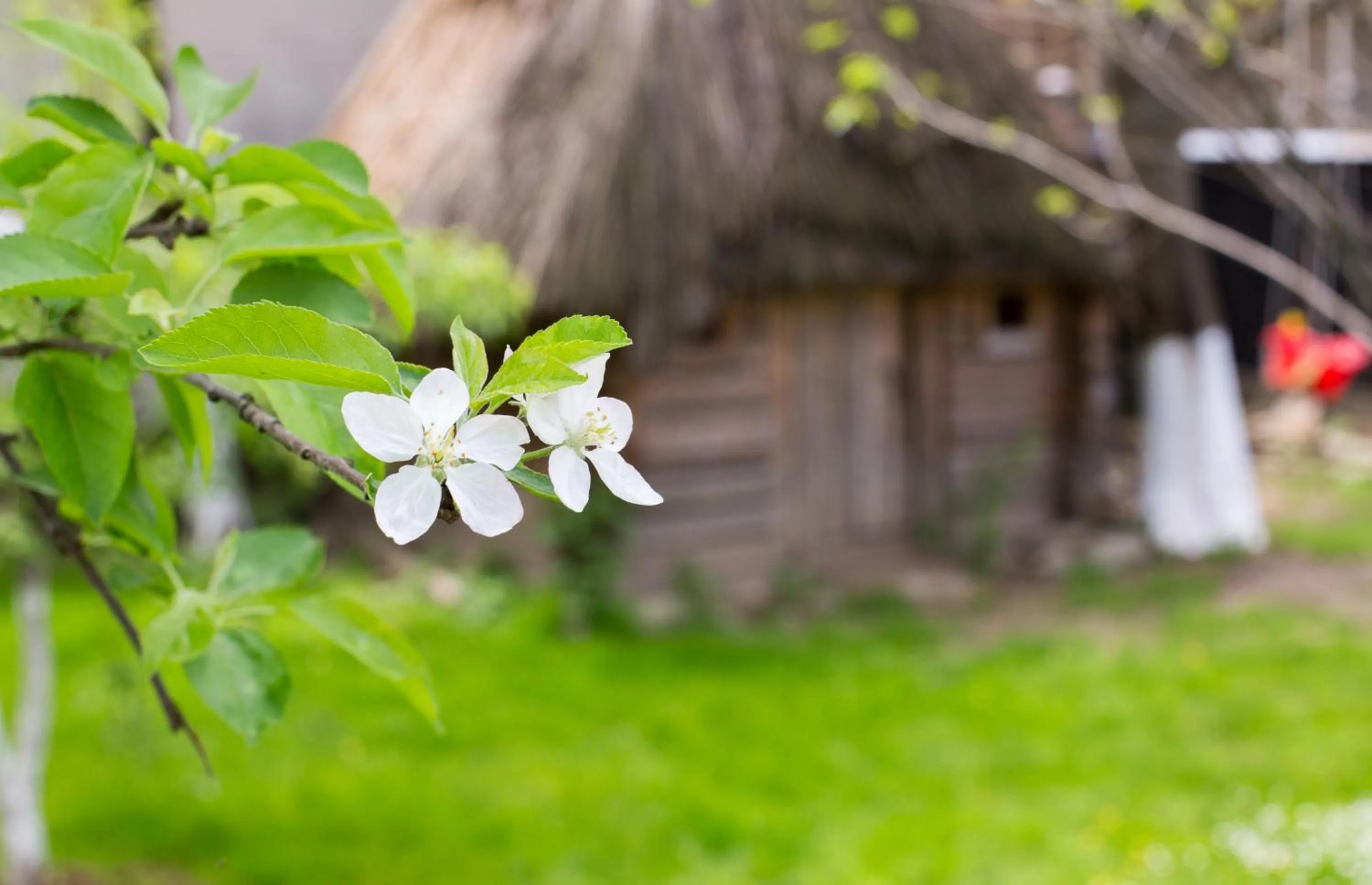 Garden in Casa Mosului - Transfăgărășan Bed & Breakfast