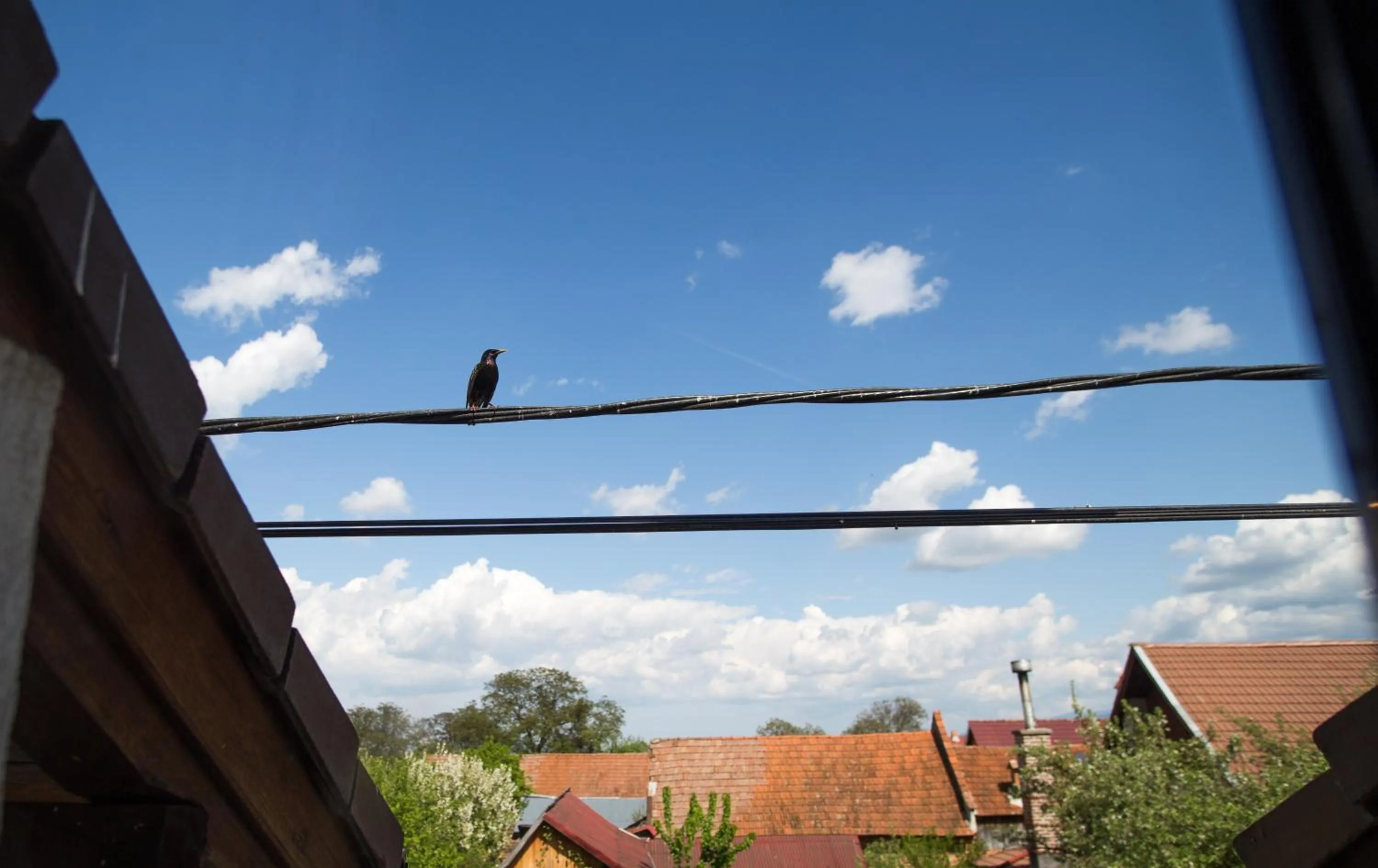 View (from property/room) in Casa Mosului - Transfăgărășan Bed & Breakfast