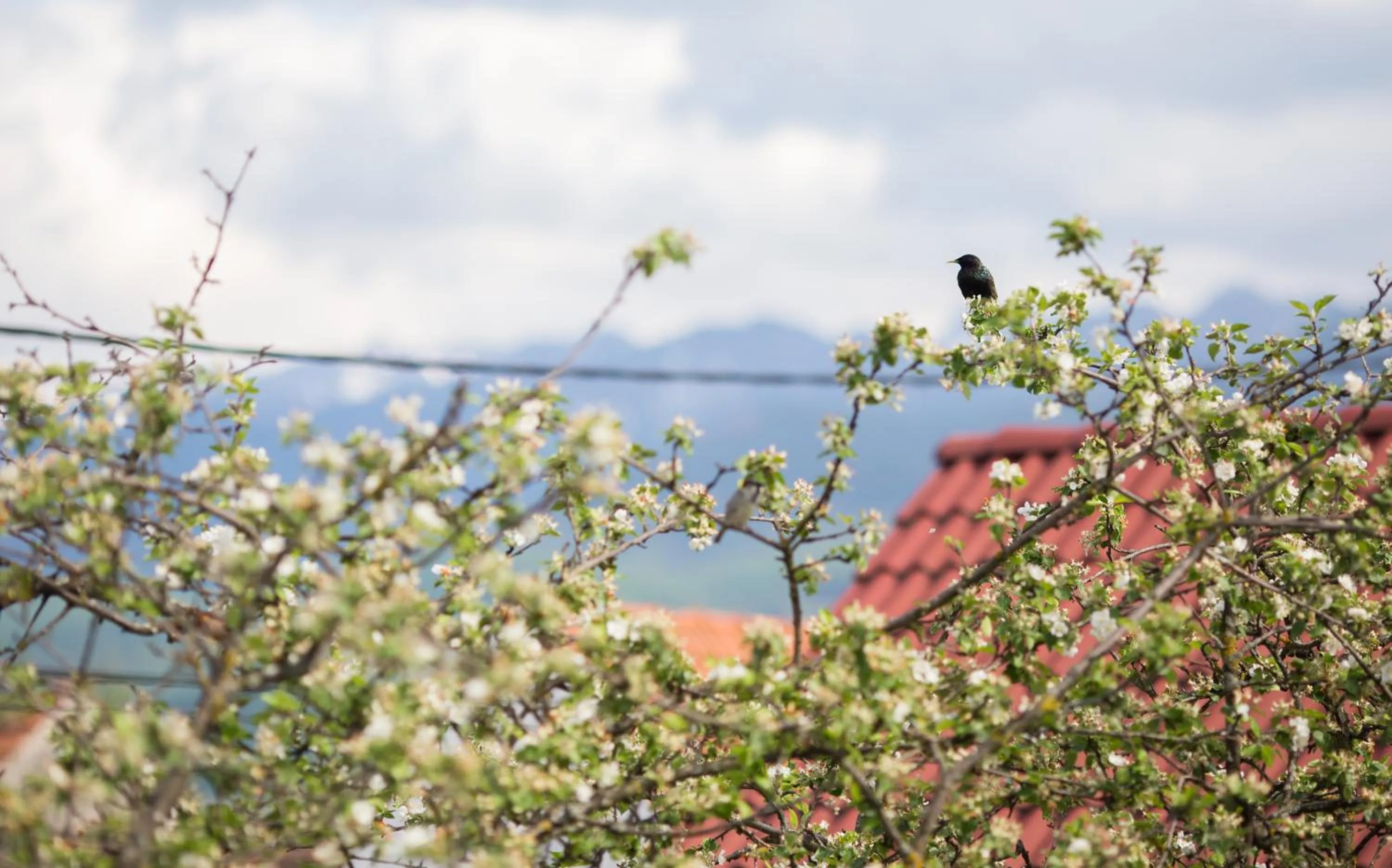 Animals in Casa Mosului - Transfăgărășan Bed & Breakfast