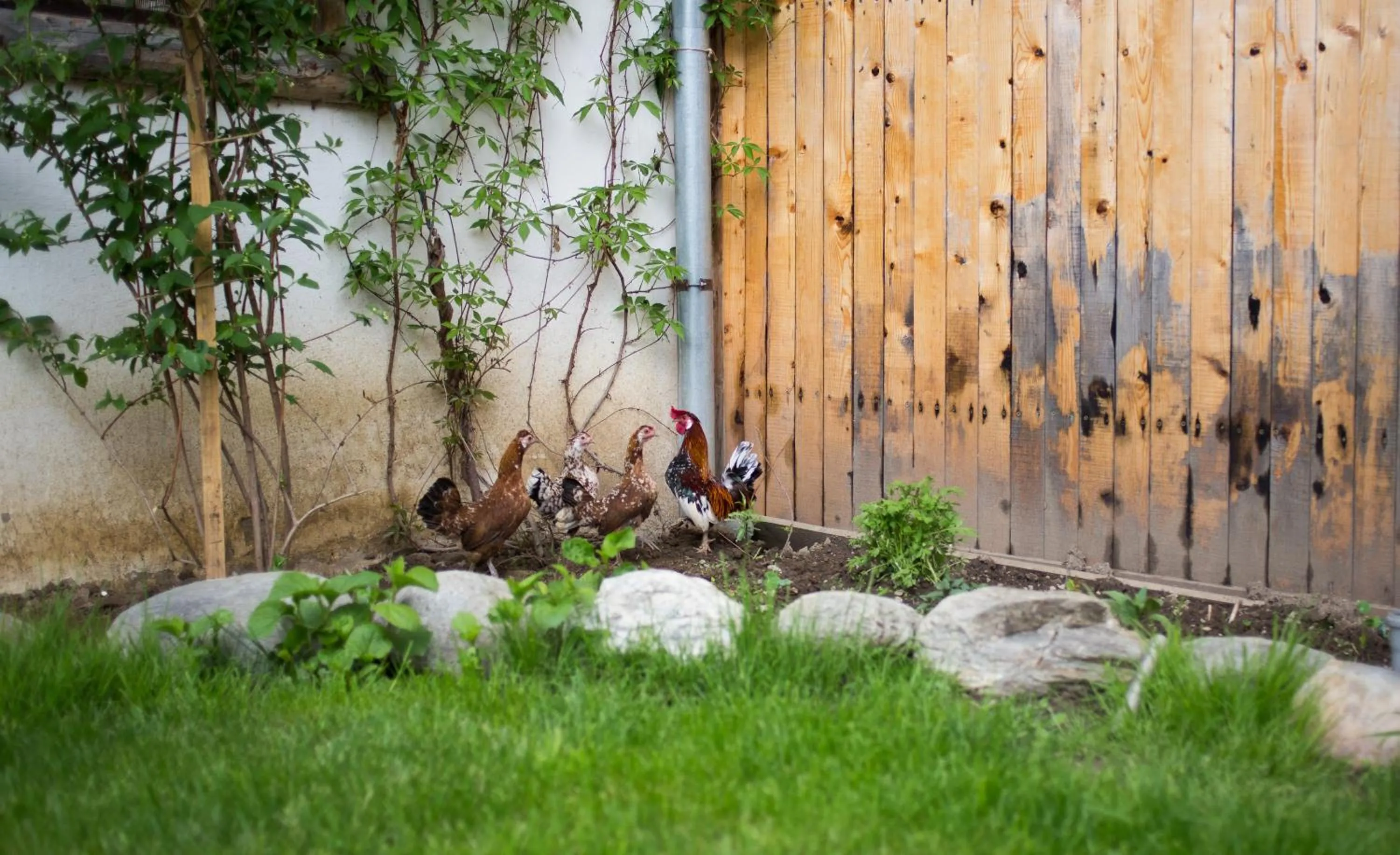Animals in Casa Mosului - Transfăgărășan Bed & Breakfast