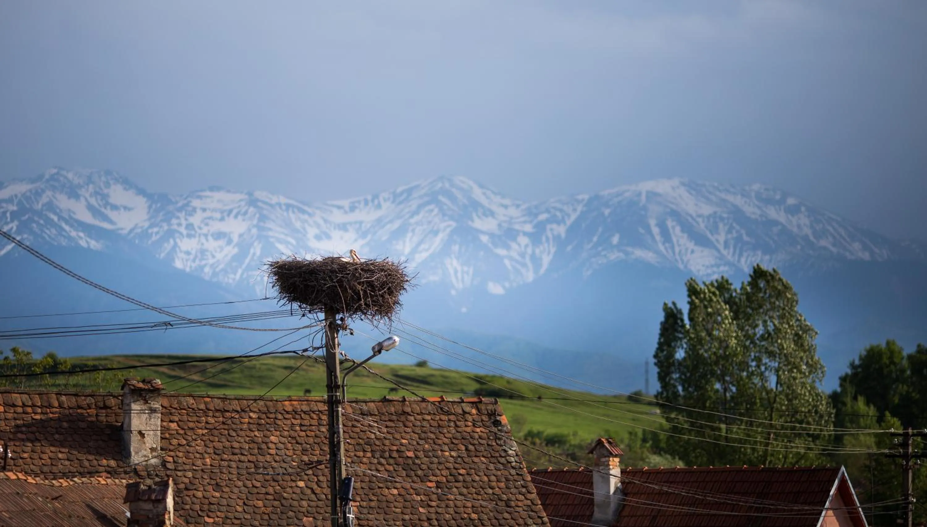 Mountain view in Casa Mosului - Transfăgărășan Bed & Breakfast