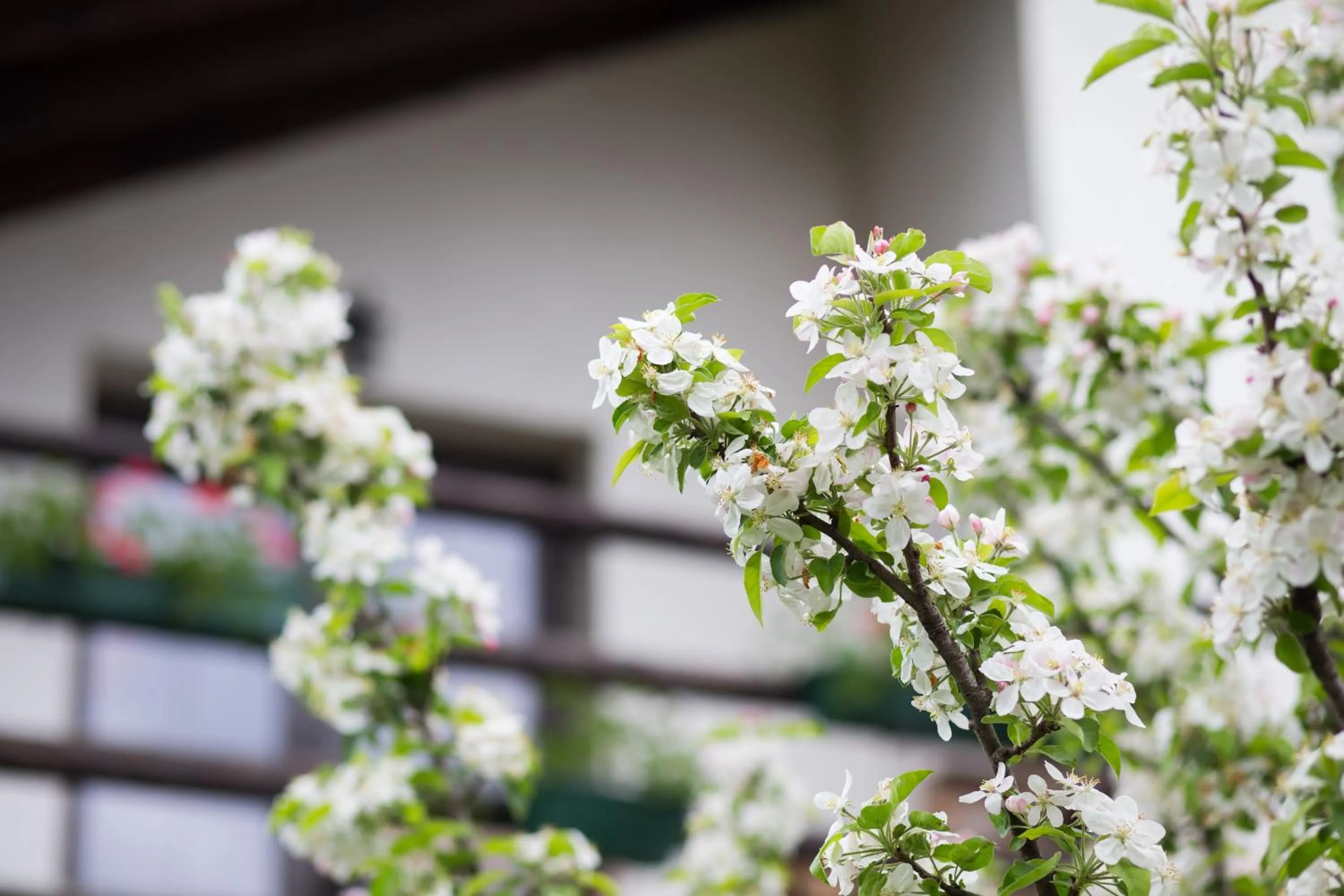 Garden in Casa Mosului - Transfăgărășan Bed & Breakfast