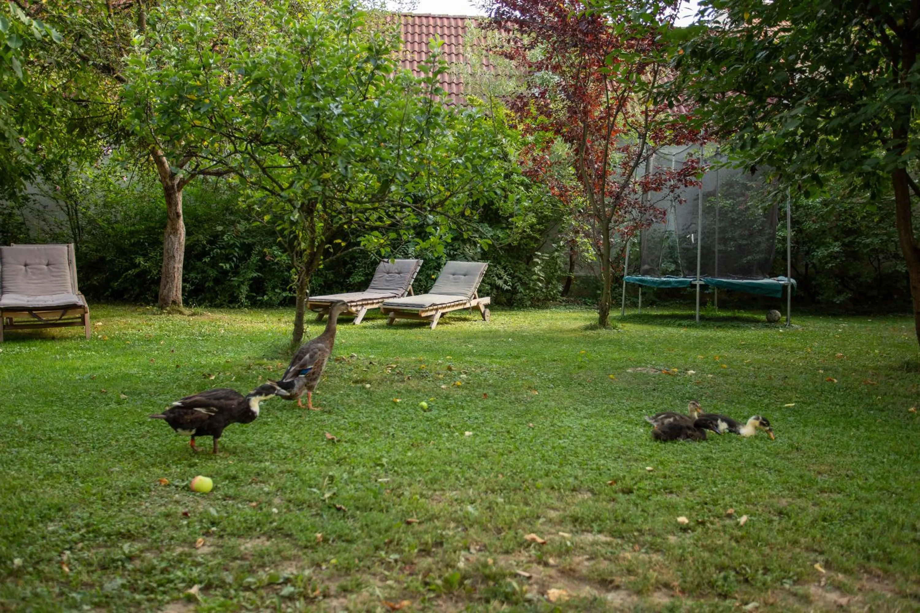 Garden in Casa Mosului - Transfăgărășan Bed & Breakfast