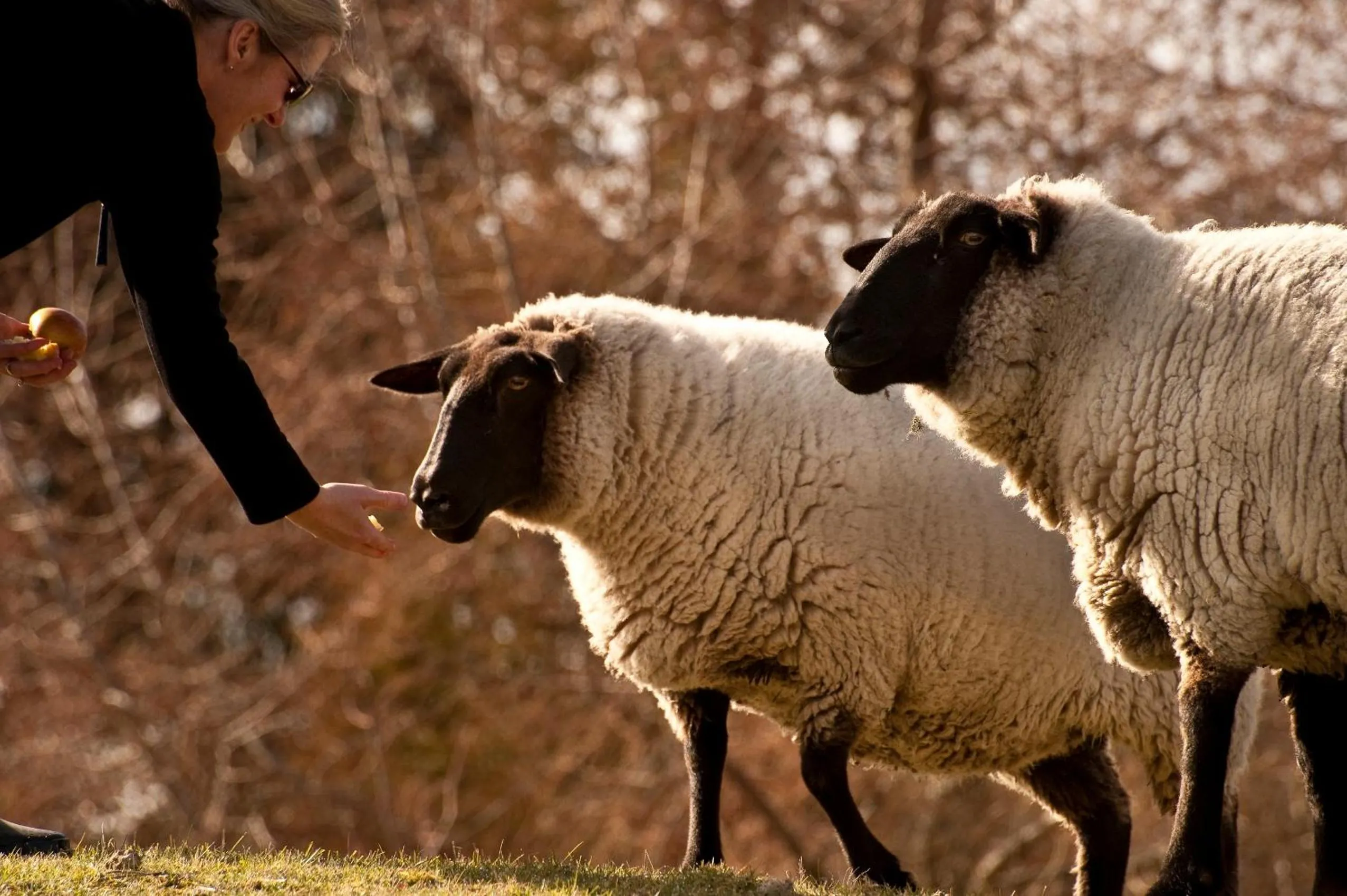 Activities in Whakaipo Lodge