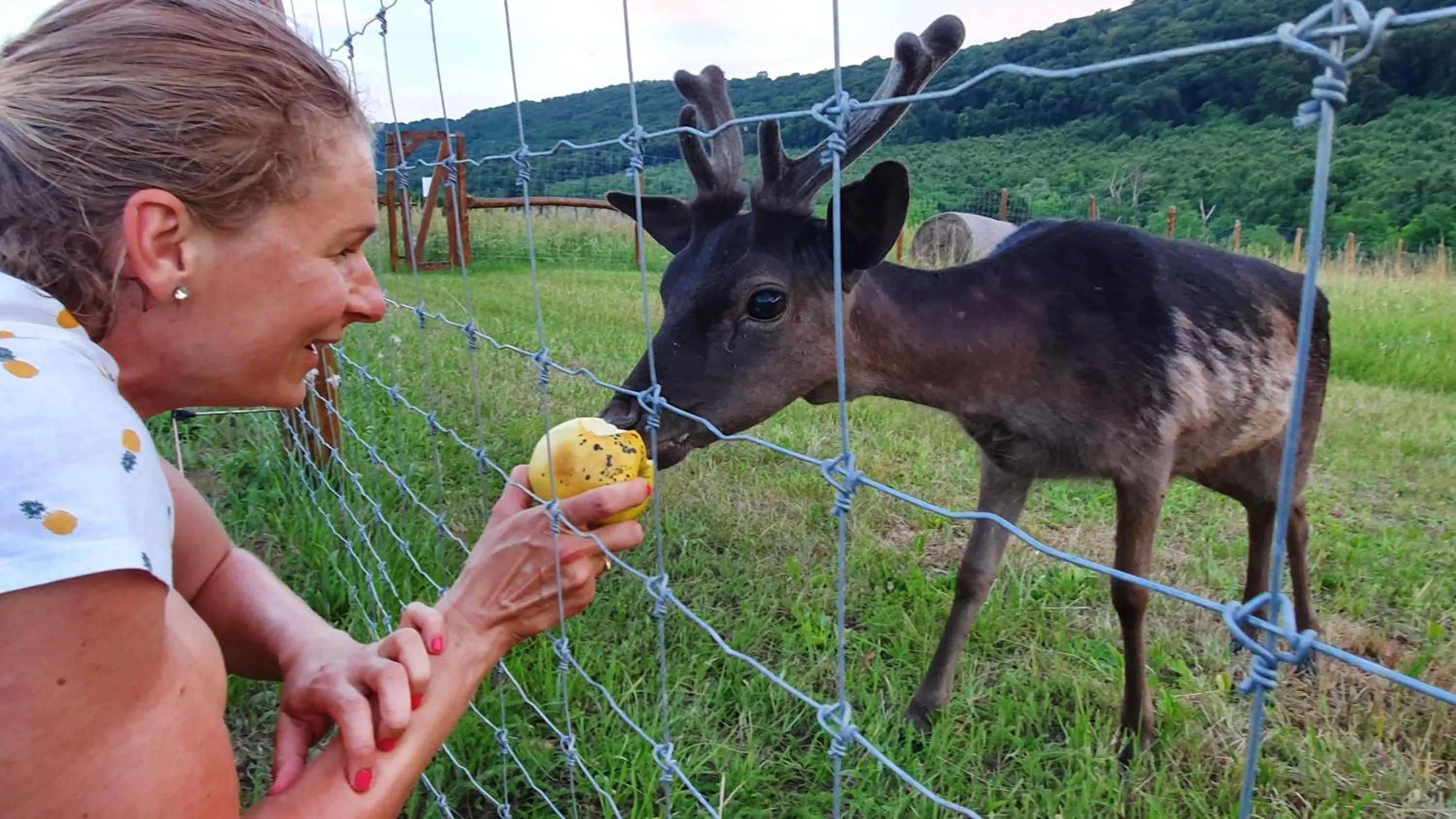 Animals in Pálos Resort
