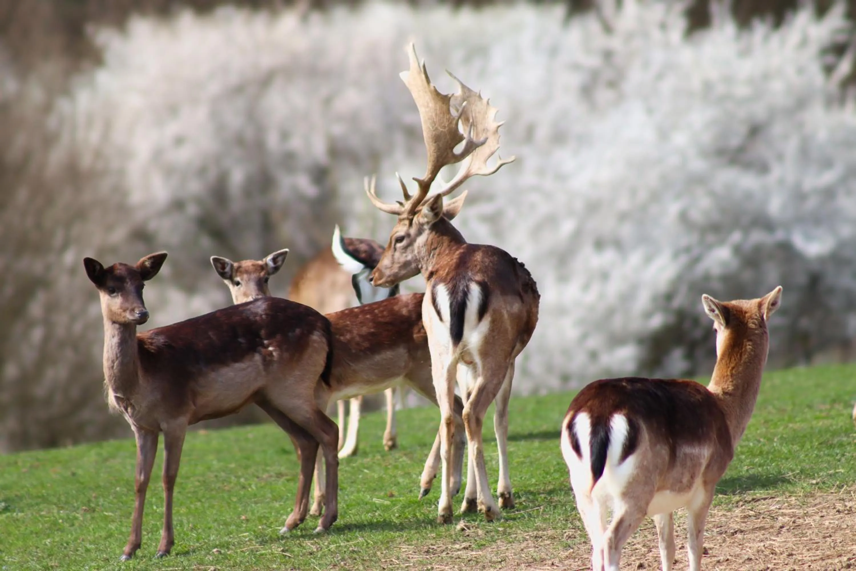 Garden in Pálos Resort
