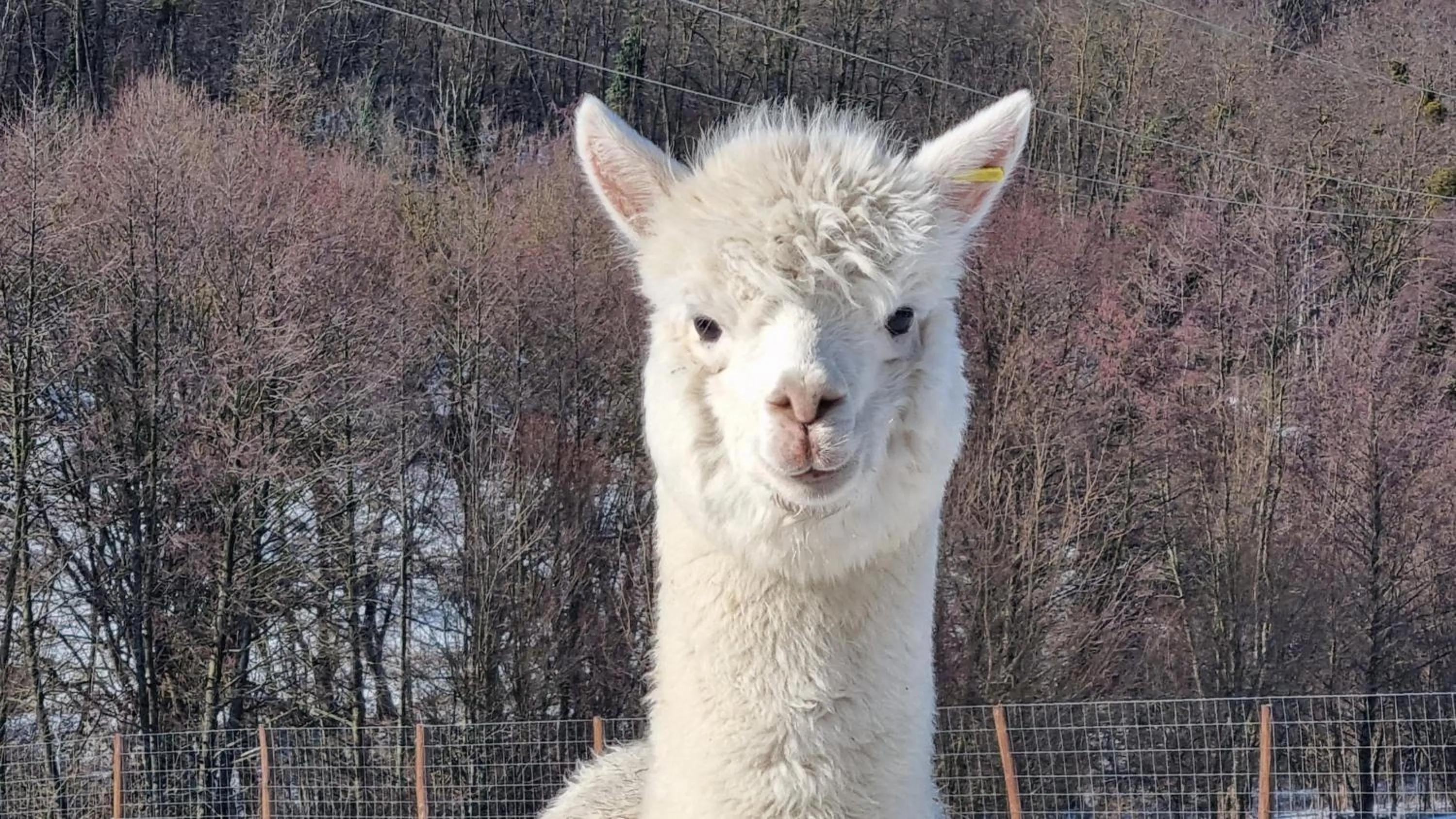 Garden in Pálos Resort