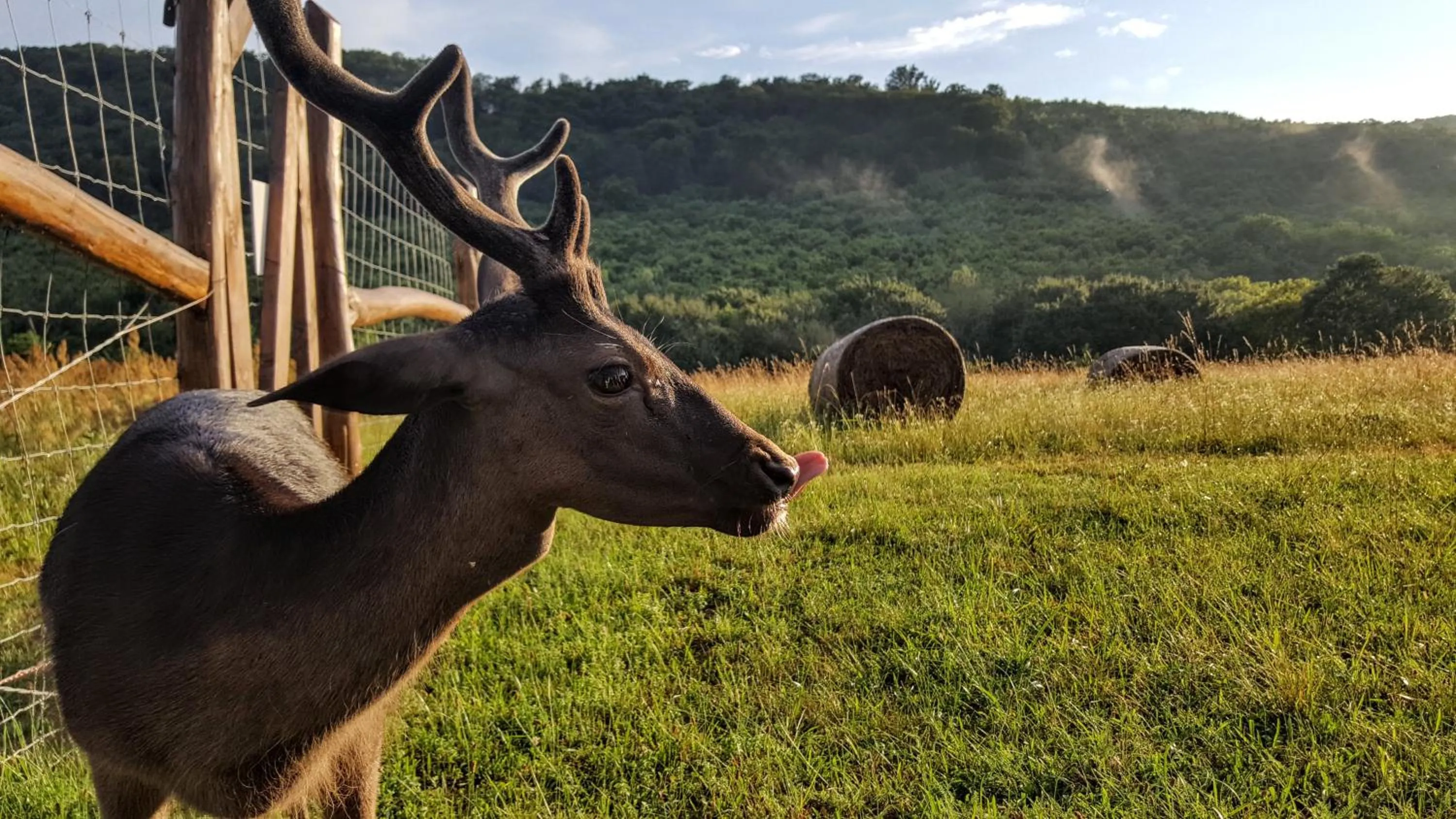 Animals in Pálos Resort
