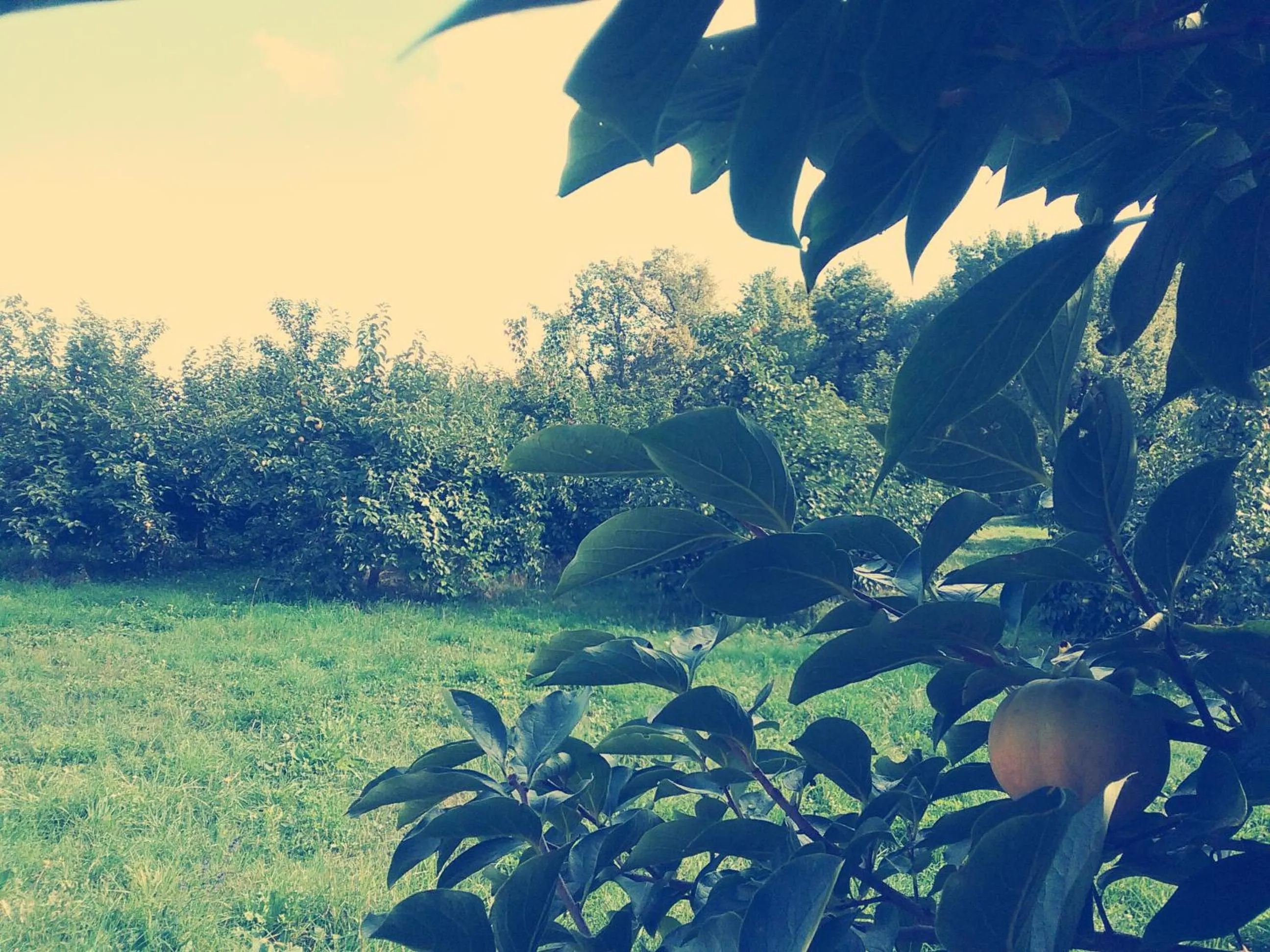 Garden in Cascina Bucolica B&B