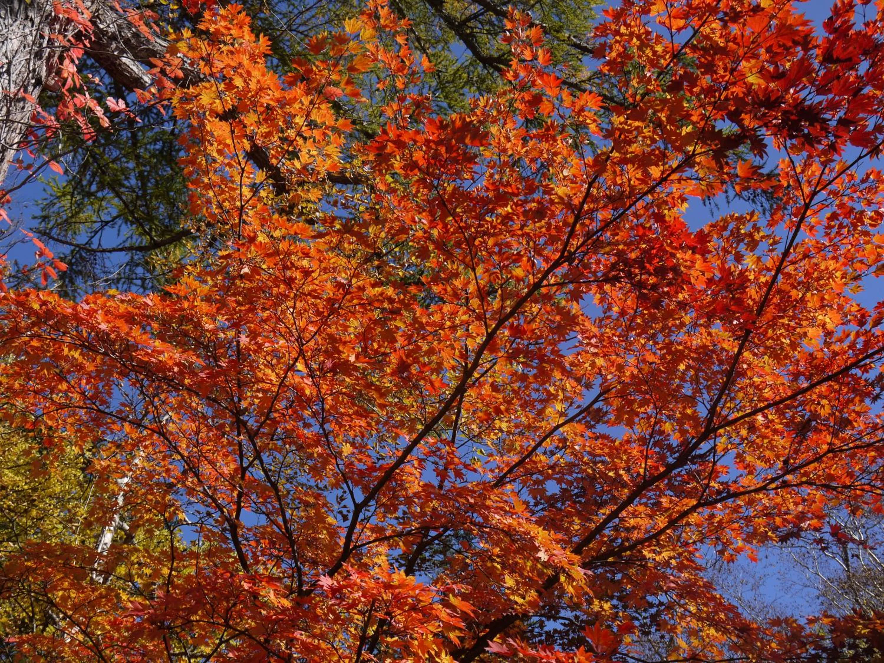 Kyukamura Nikko-Yumoto