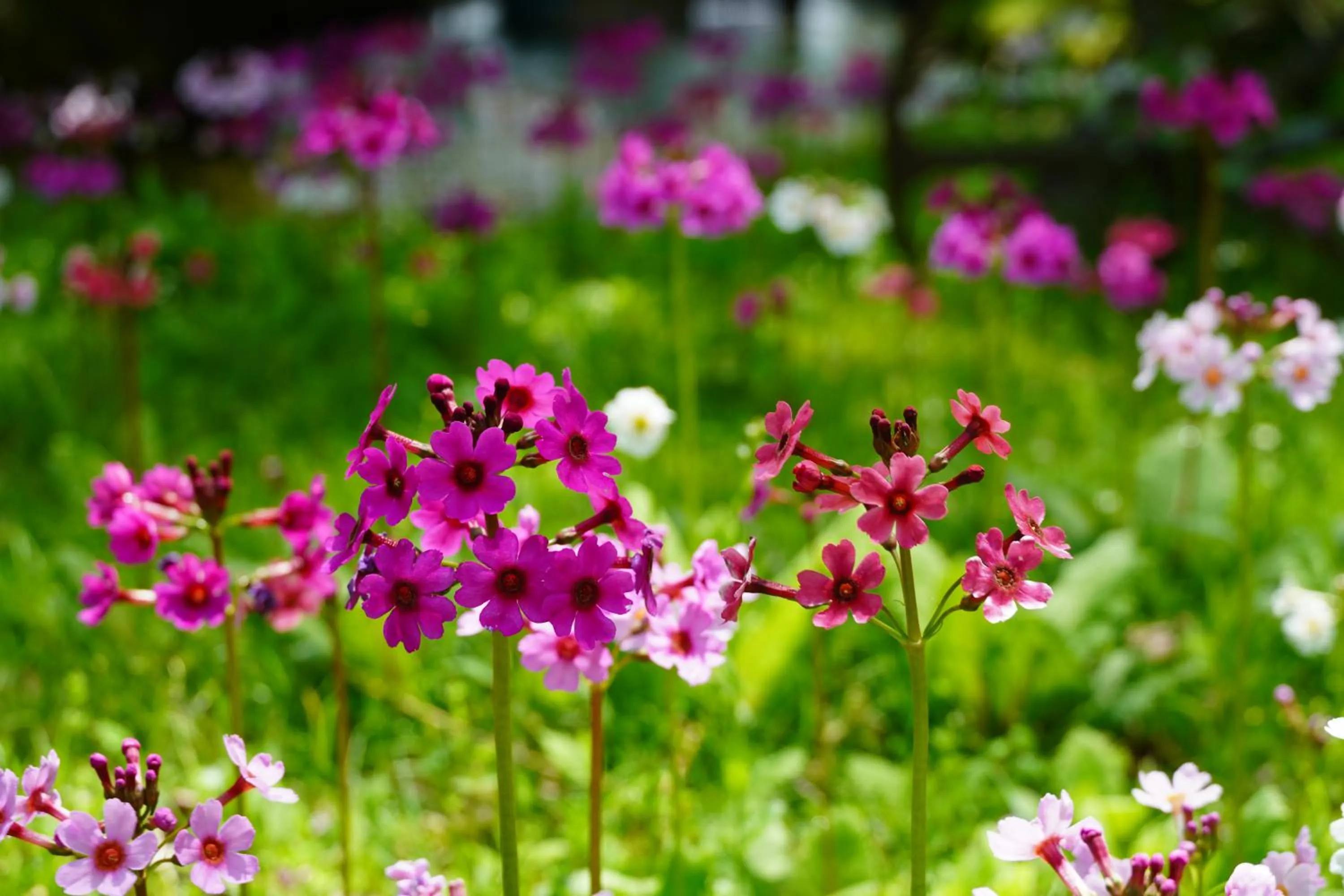 Kyukamura Nikko-Yumoto