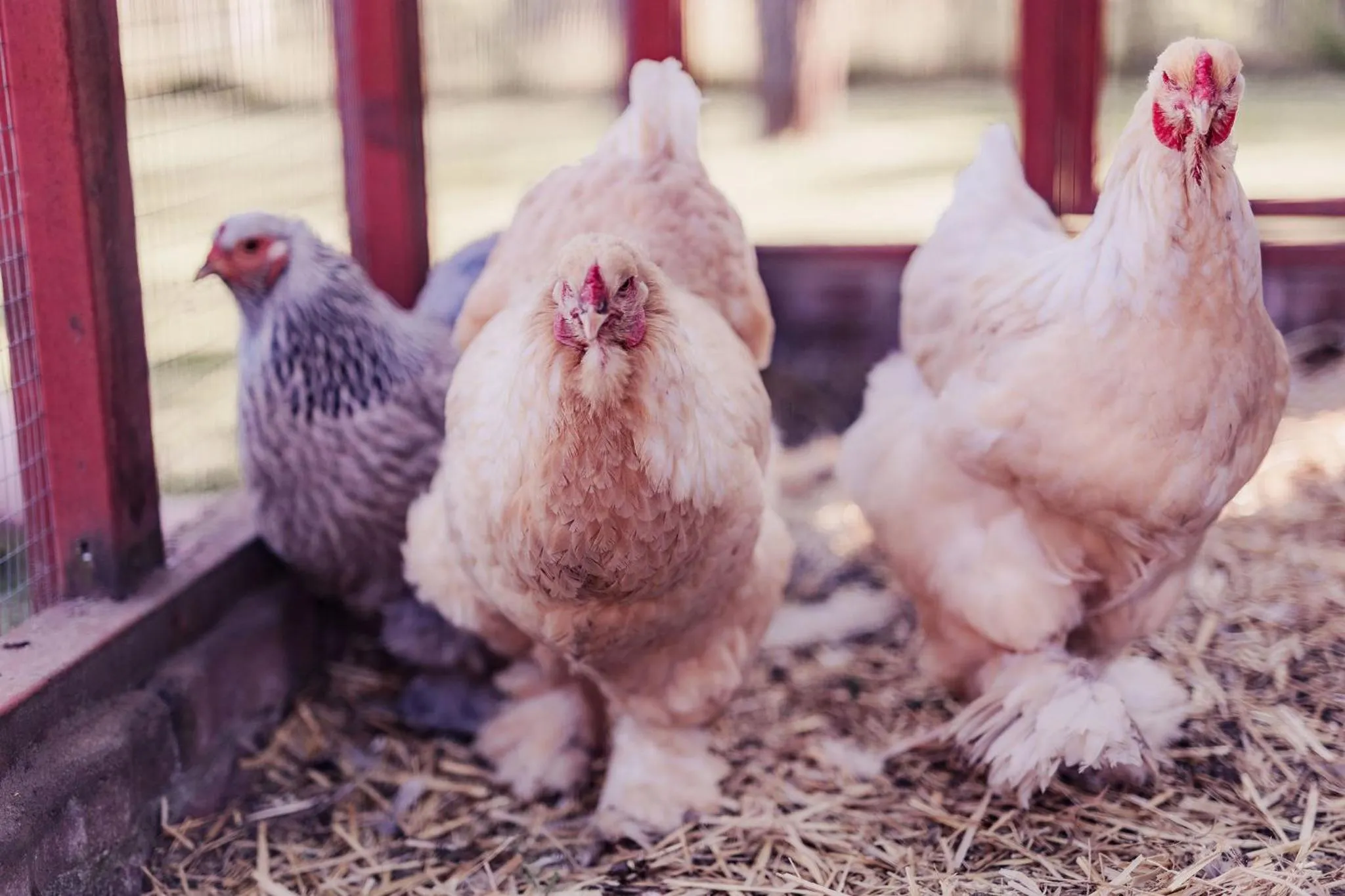 Garden in Halmstad Gårdshotell