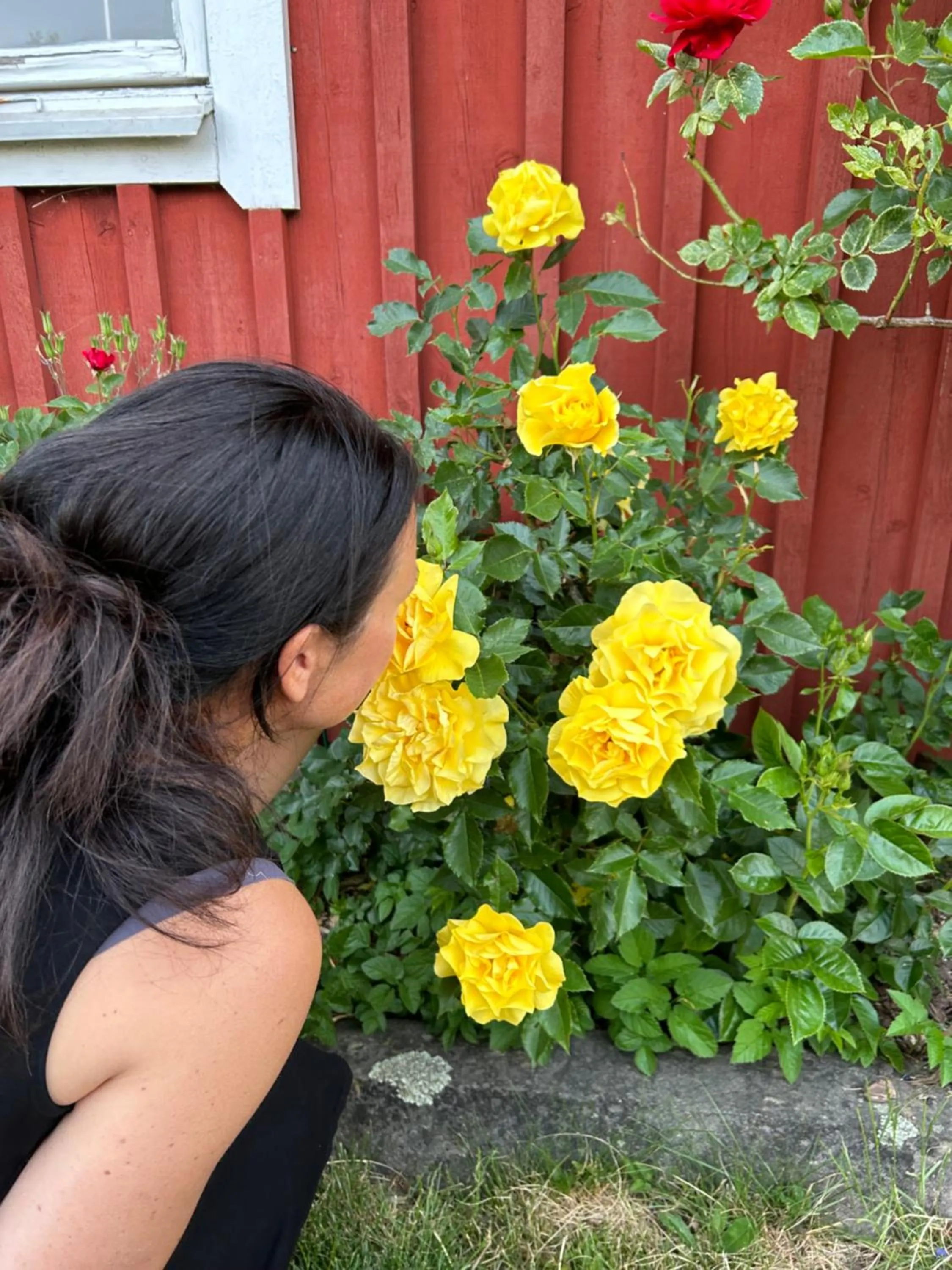 Garden in Halmstad Gårdshotell