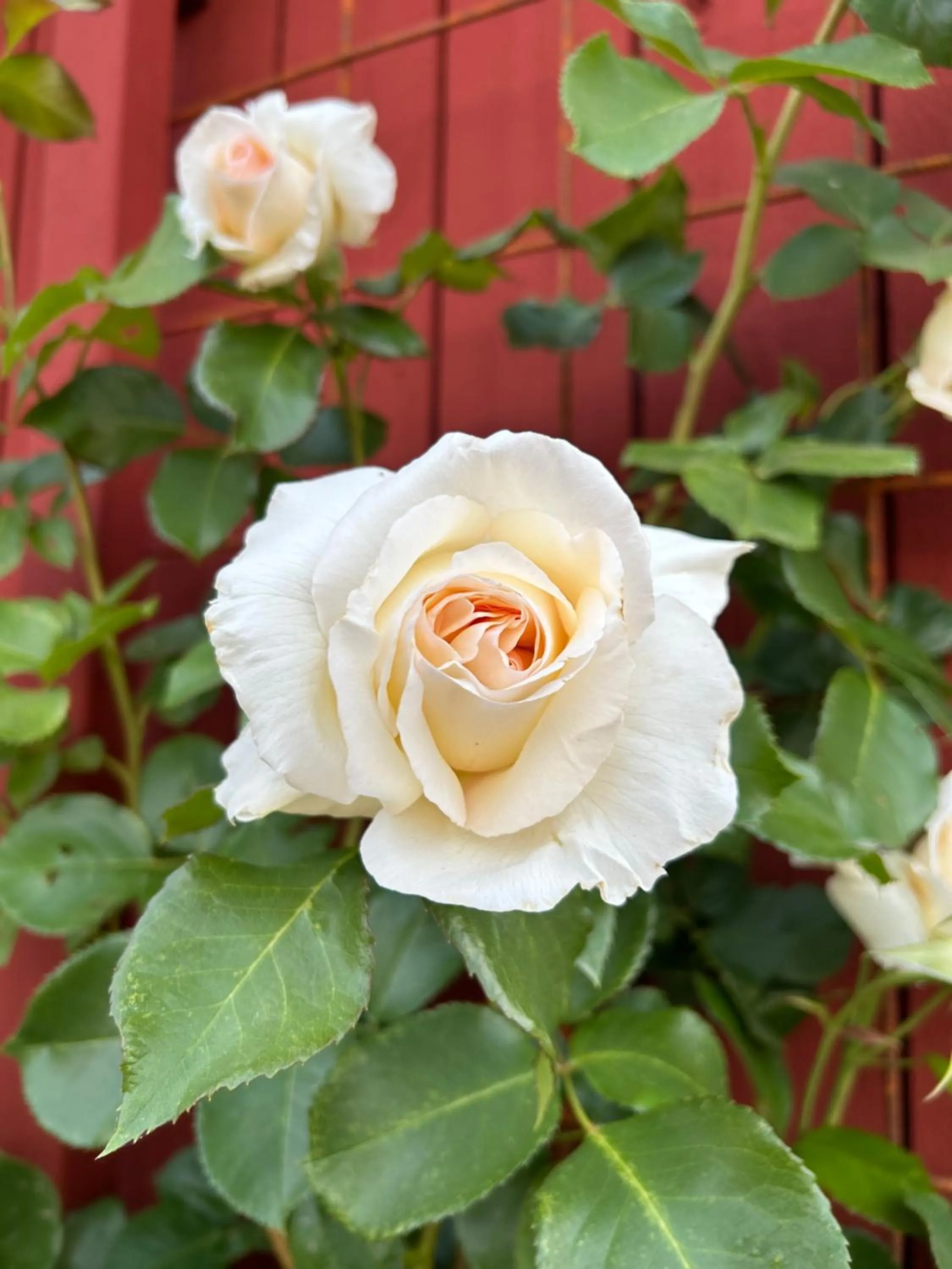 Garden in Halmstad Gårdshotell