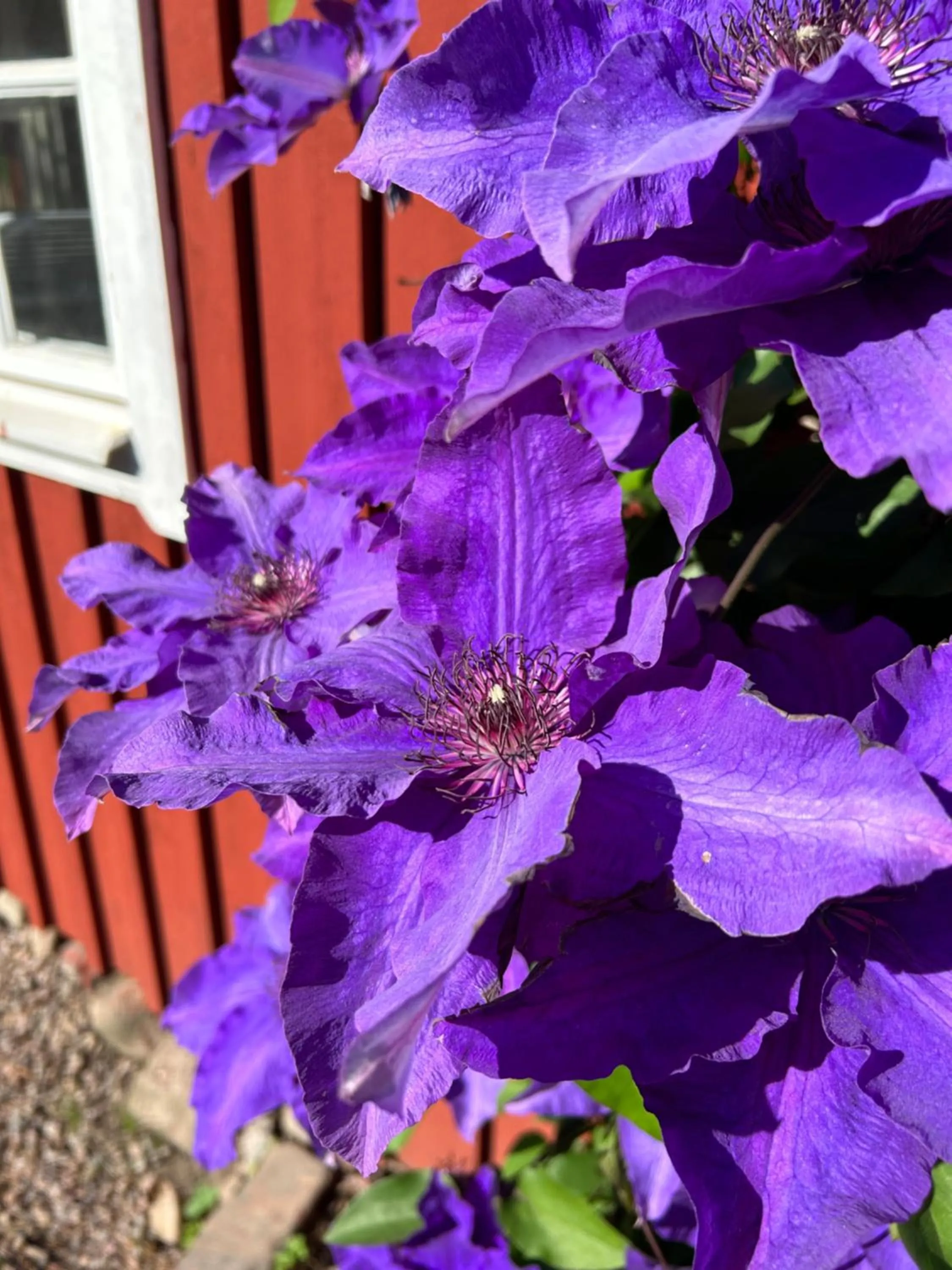Garden in Halmstad Gårdshotell