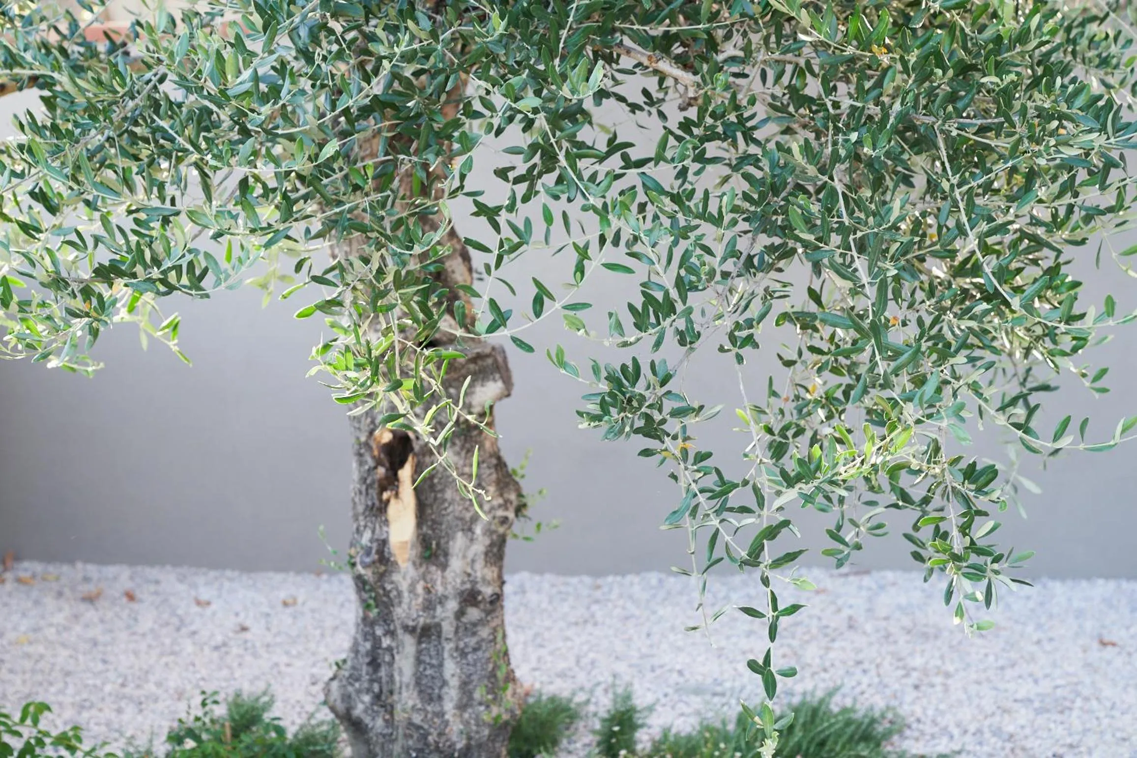 Natural landscape in Borgo 69 Villas & Suites