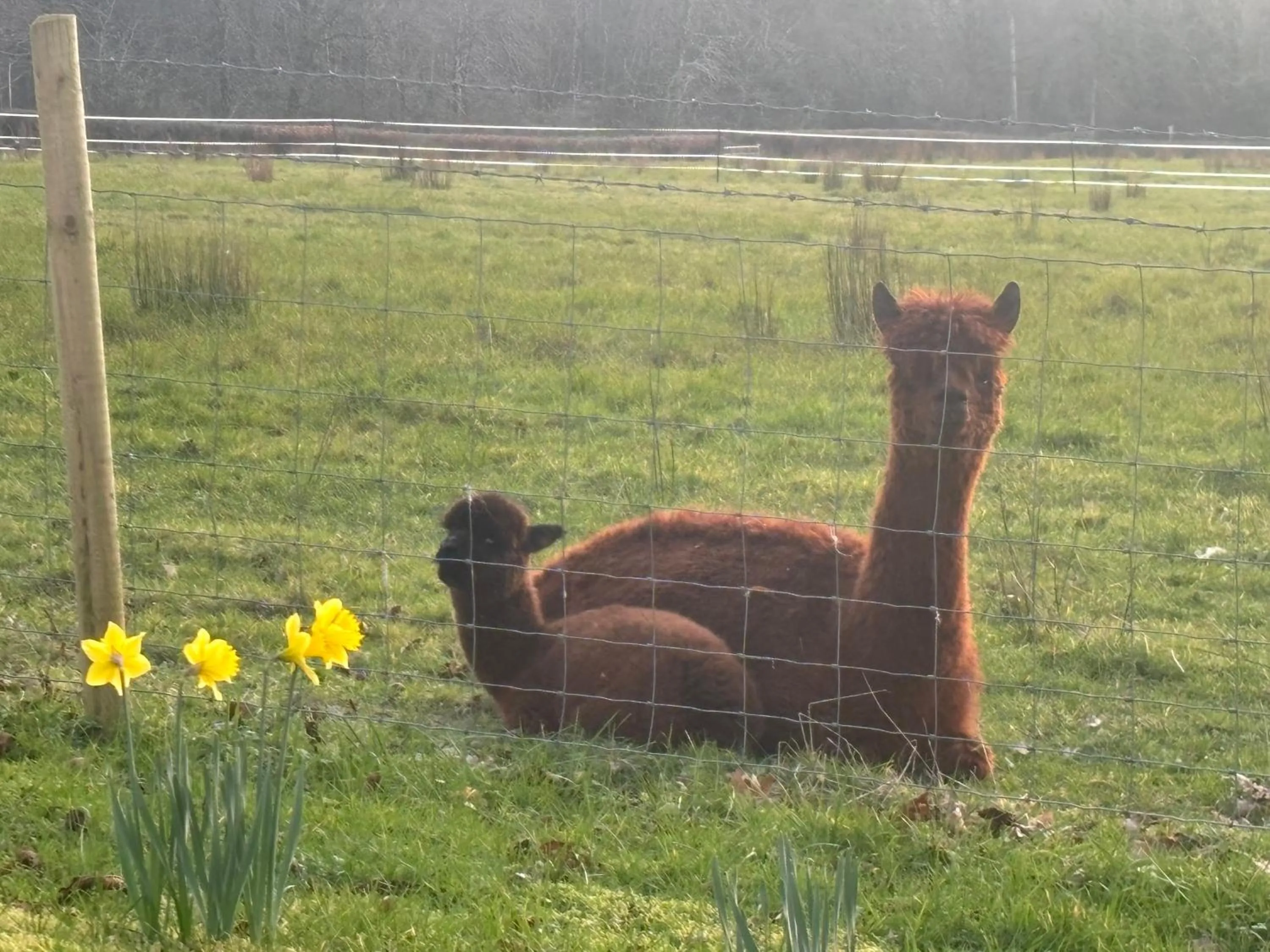 Animals in Arch House