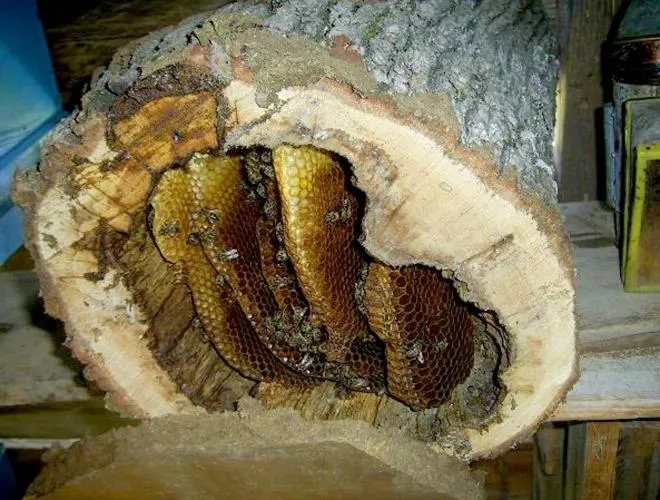 Other in Kackar Resort Hotel