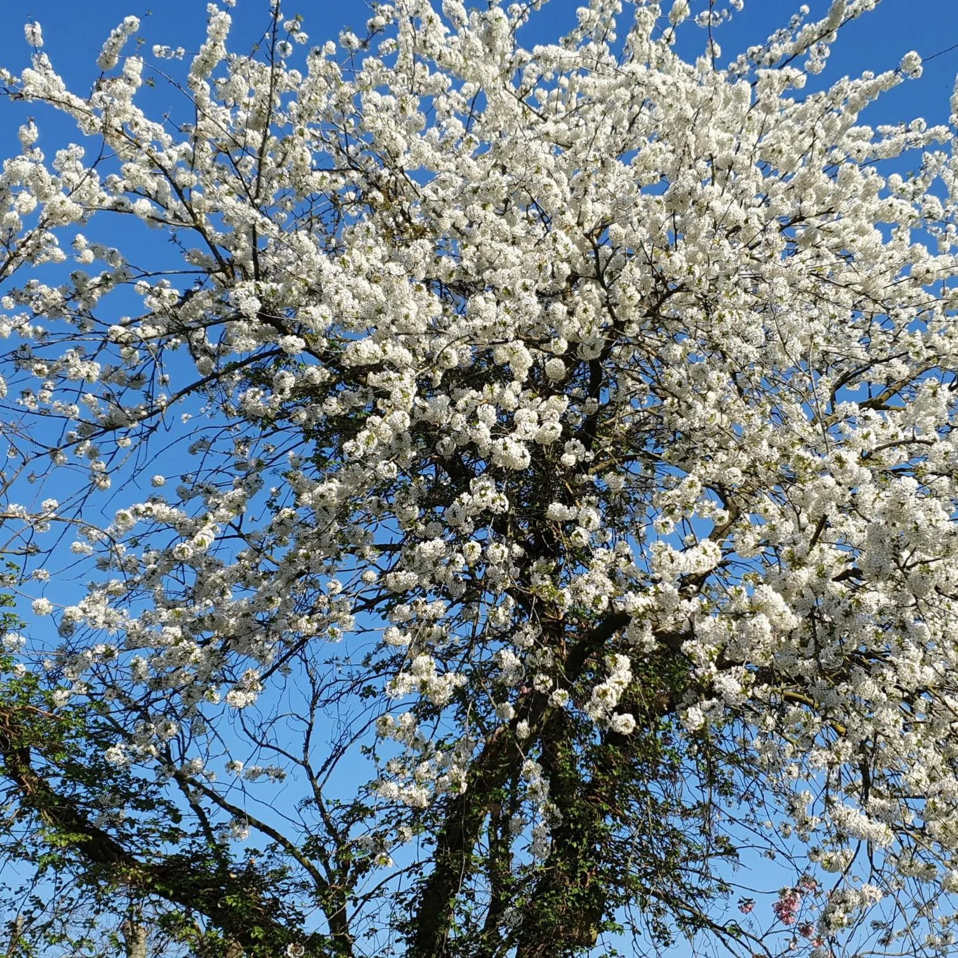 Spring in B&B en vakantiehuis Helene Hoeve