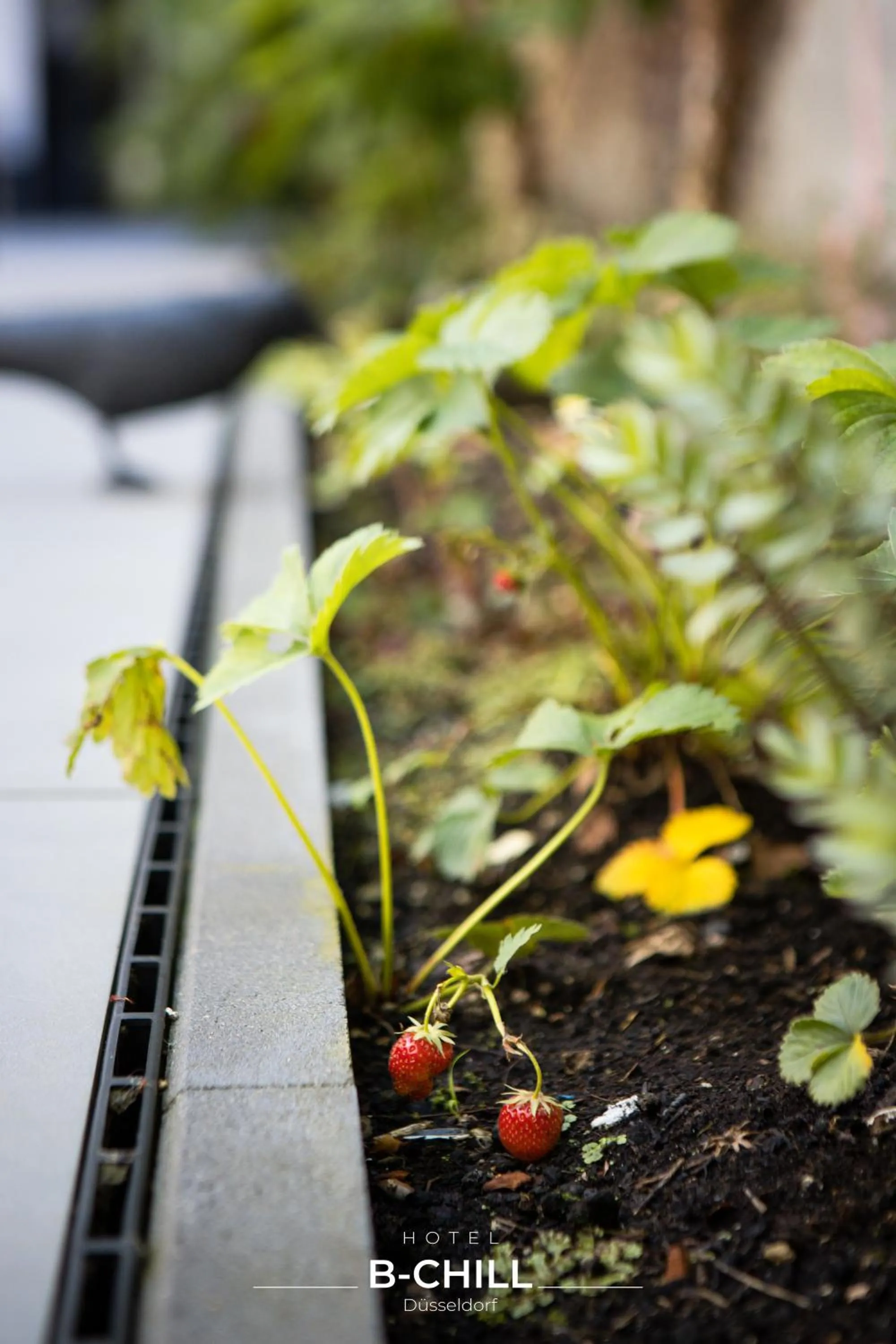 Spring in B-Chill Düsseldorf