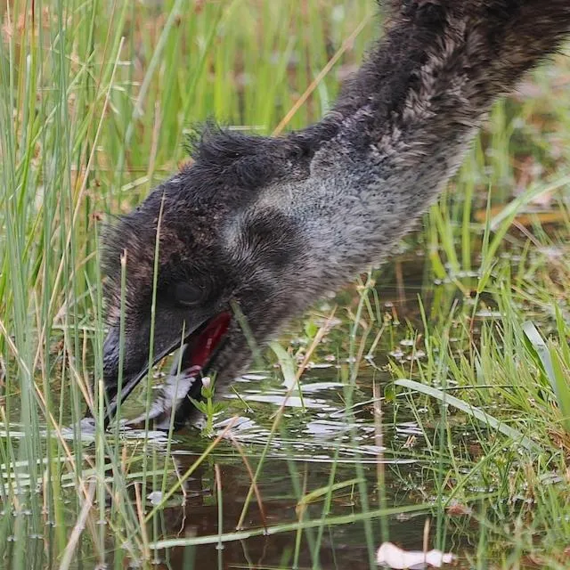 Animals in Halls Haven Holiday Units