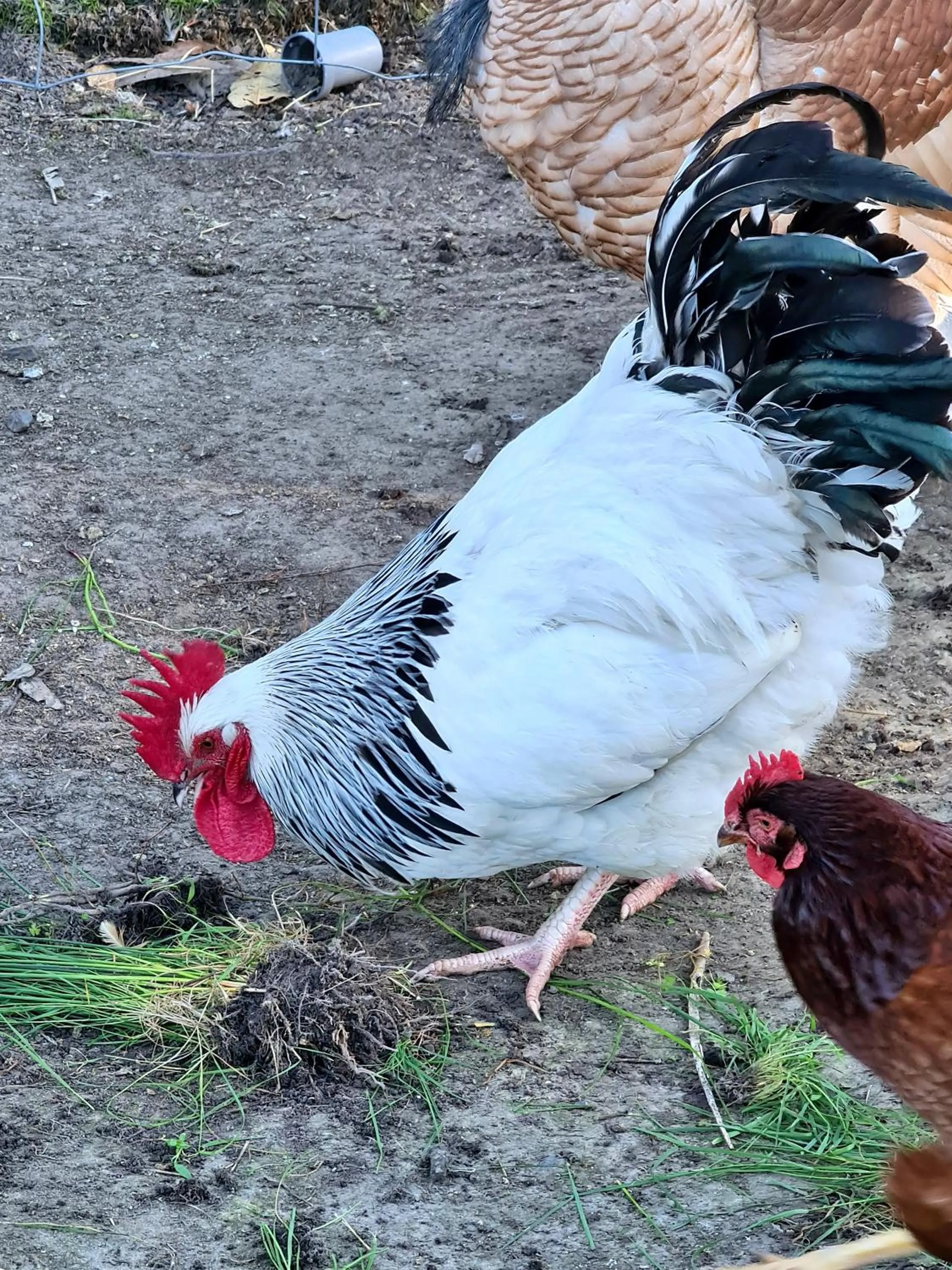 Activities in Halls Haven Holiday Units