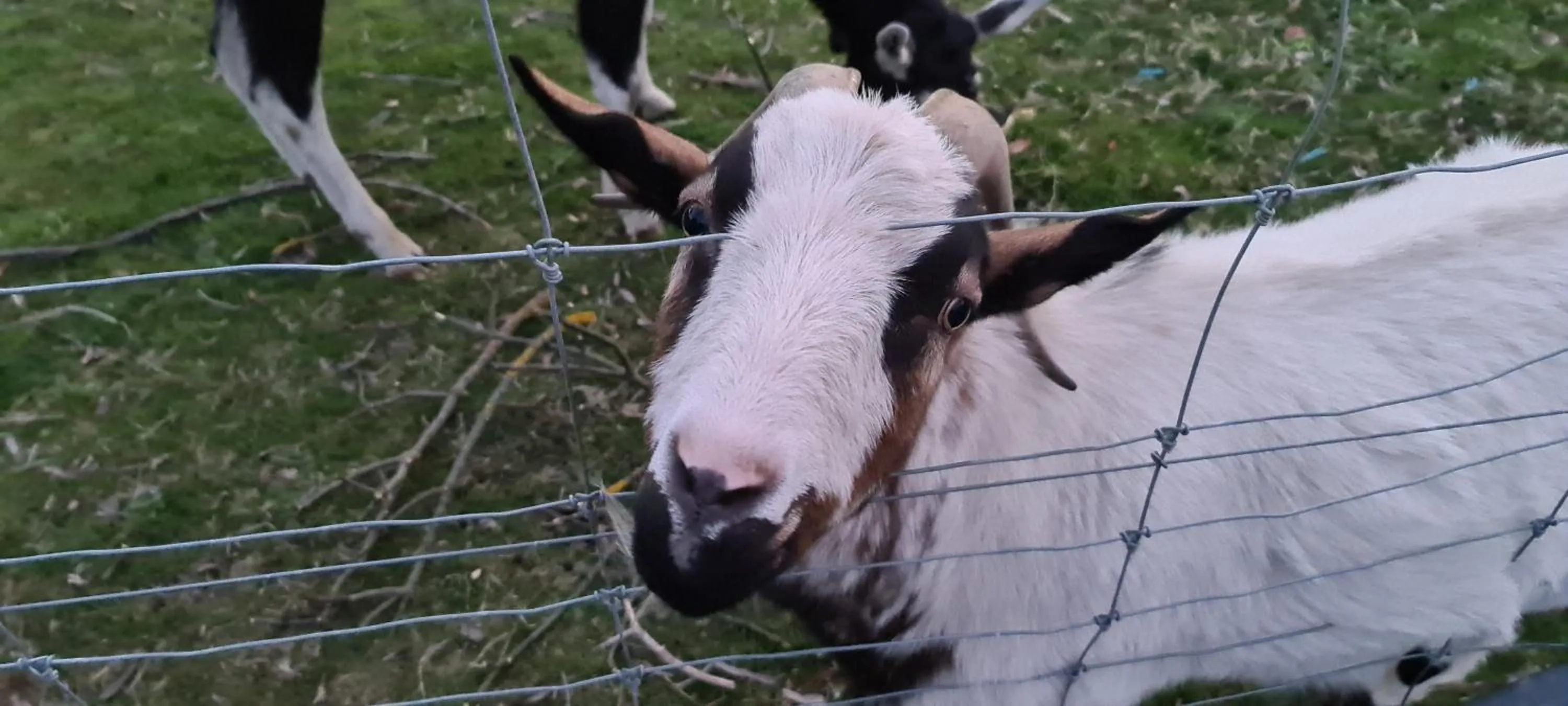 Animals in Halls Haven Holiday Units