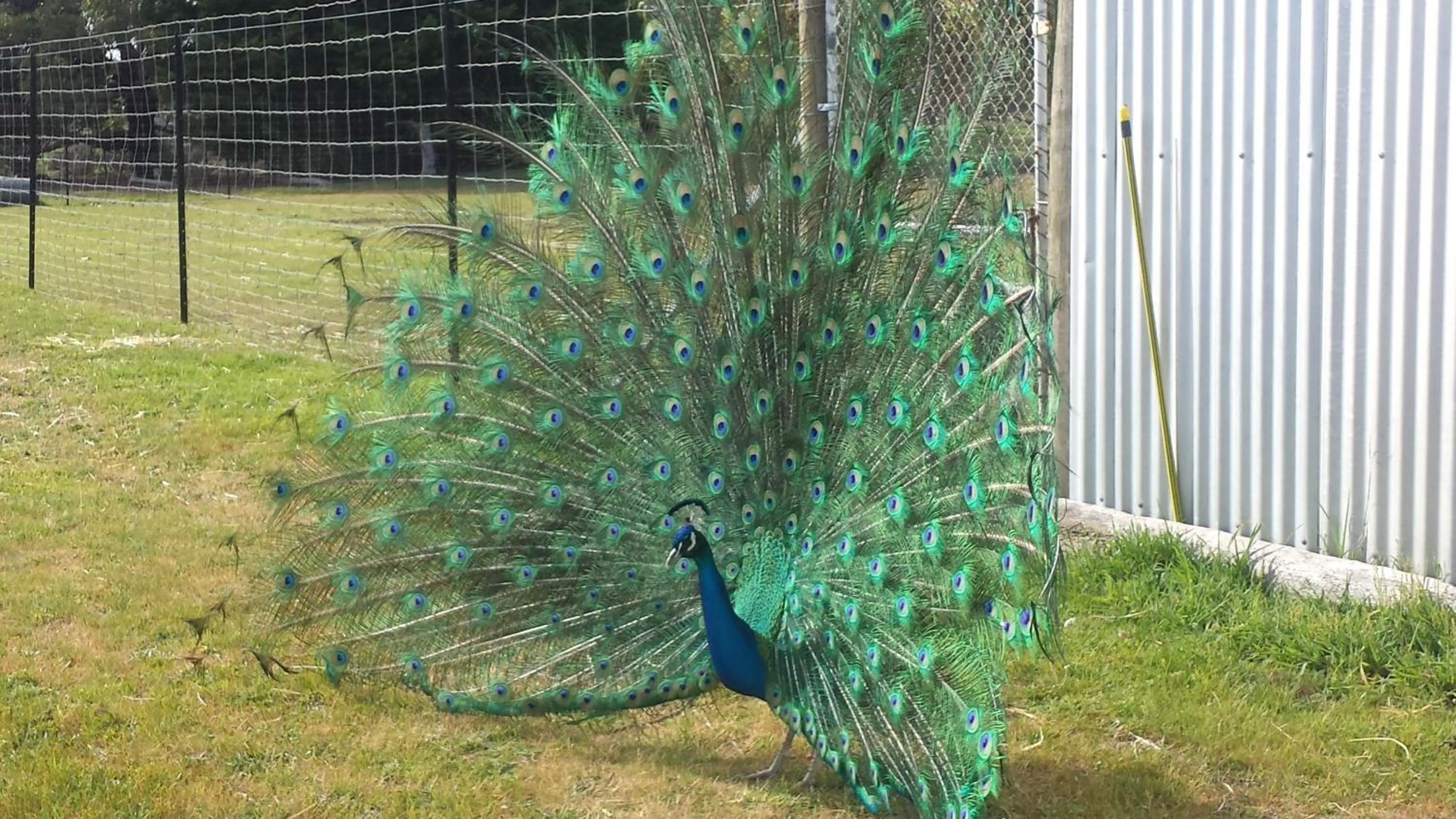 Animals in Halls Haven Holiday Units