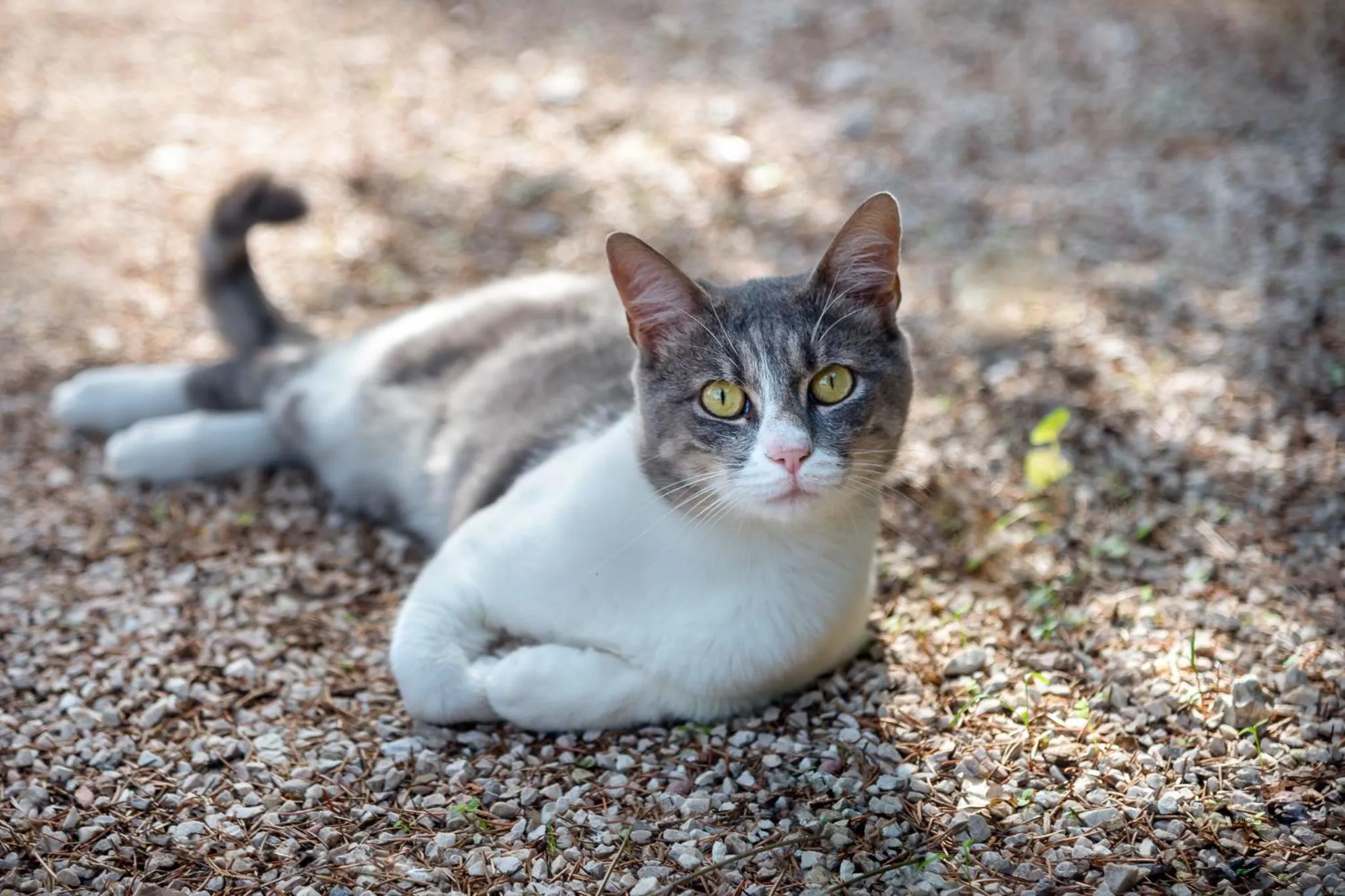 Pets in B&B LA GRADINA