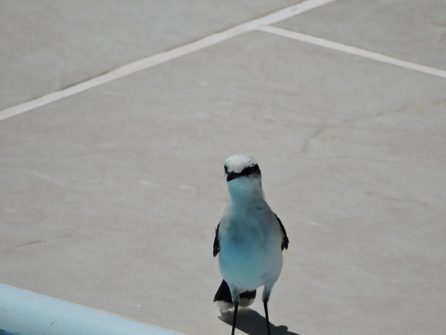 Animals in EcoVila-Zen Bougainville - Hotel Pousada