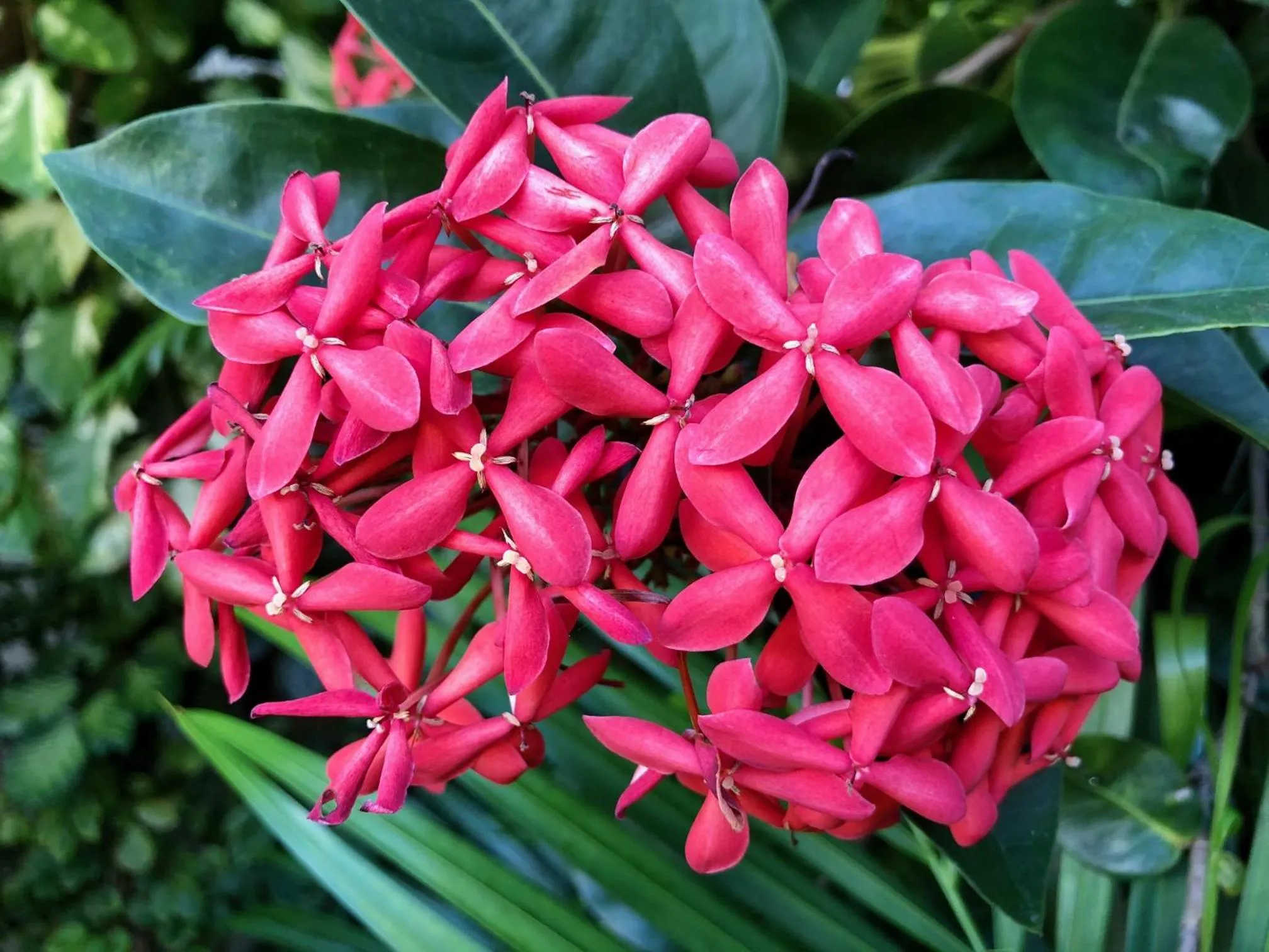 Garden in EcoVila-Zen Bougainville - Hotel Pousada