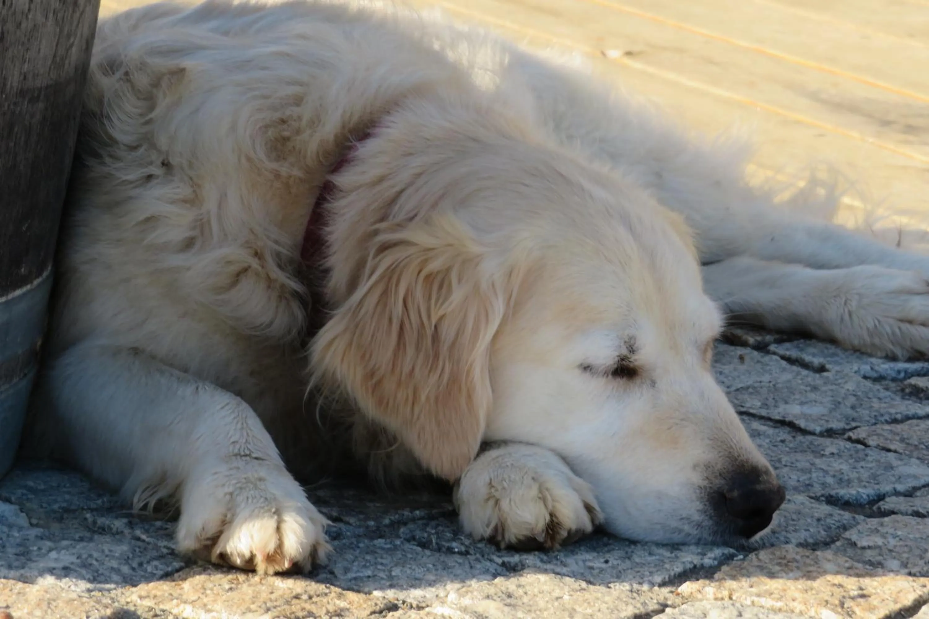 Pets in Maison d'hôtes Marimpoey