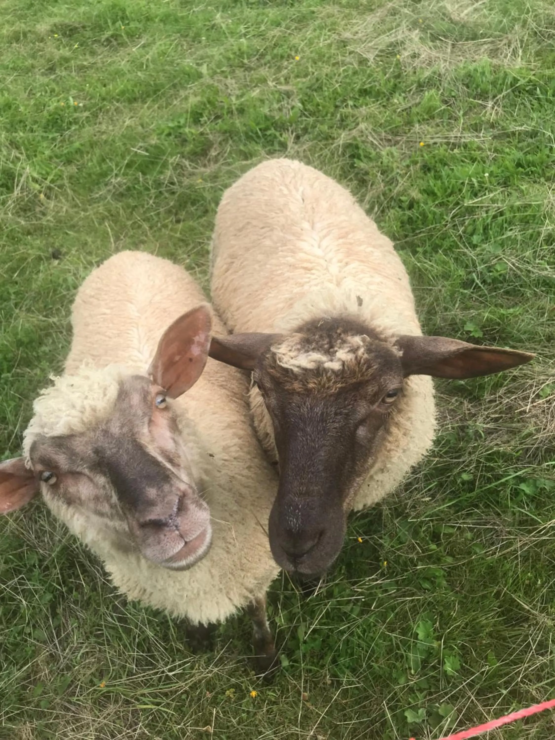 Animals in Olza Karczma i pokoje