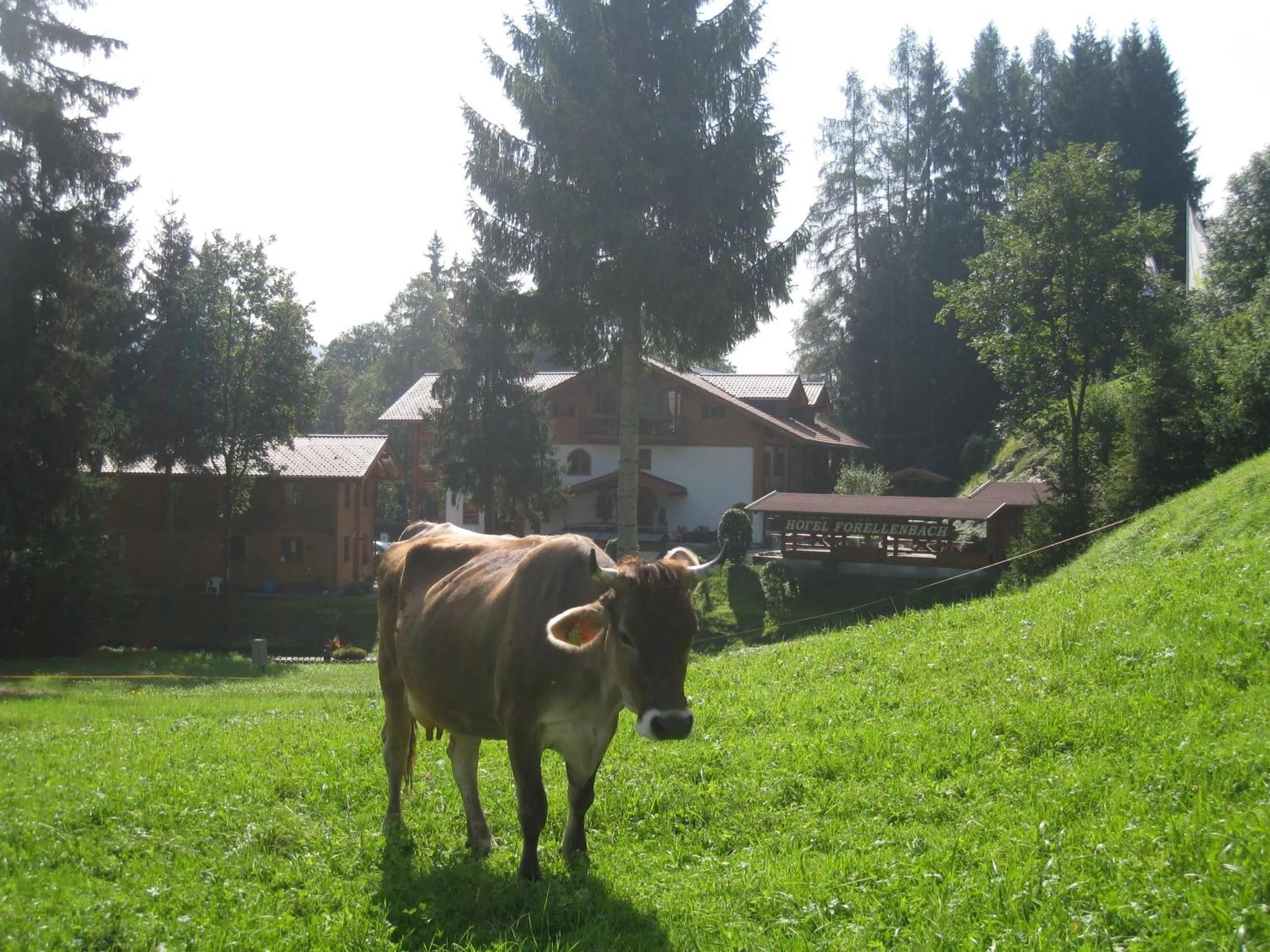 Garden in Hotel und Apartements im Forellenbach