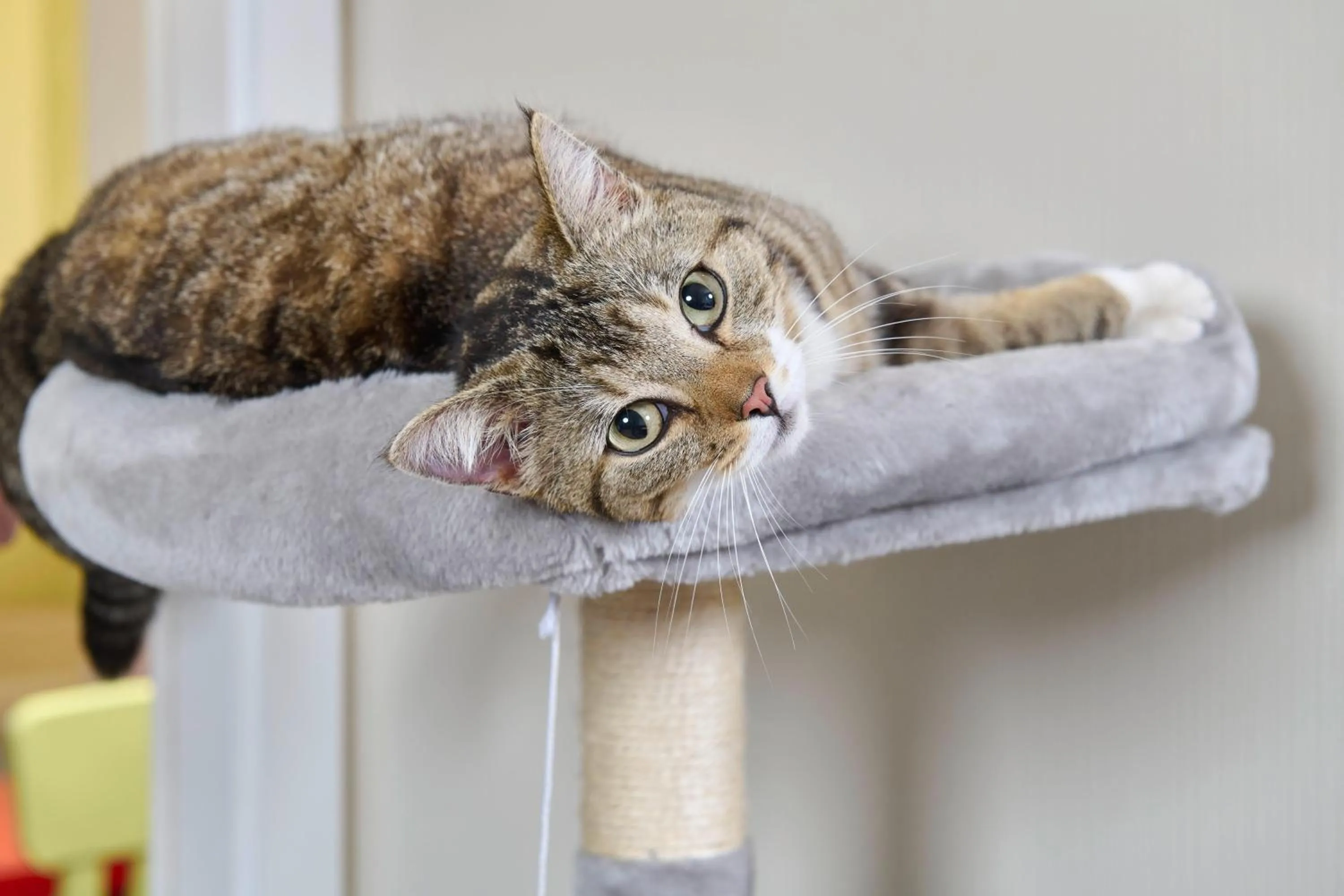 Pets in MASEVEN Stuttgart SI Centrum ehem SI-SUITES