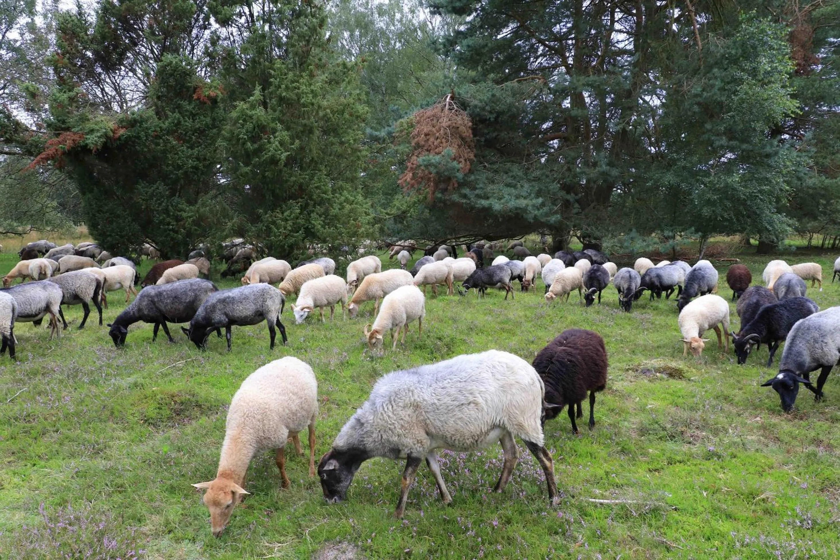 Natural landscape in Best Western Hotel Heidehof