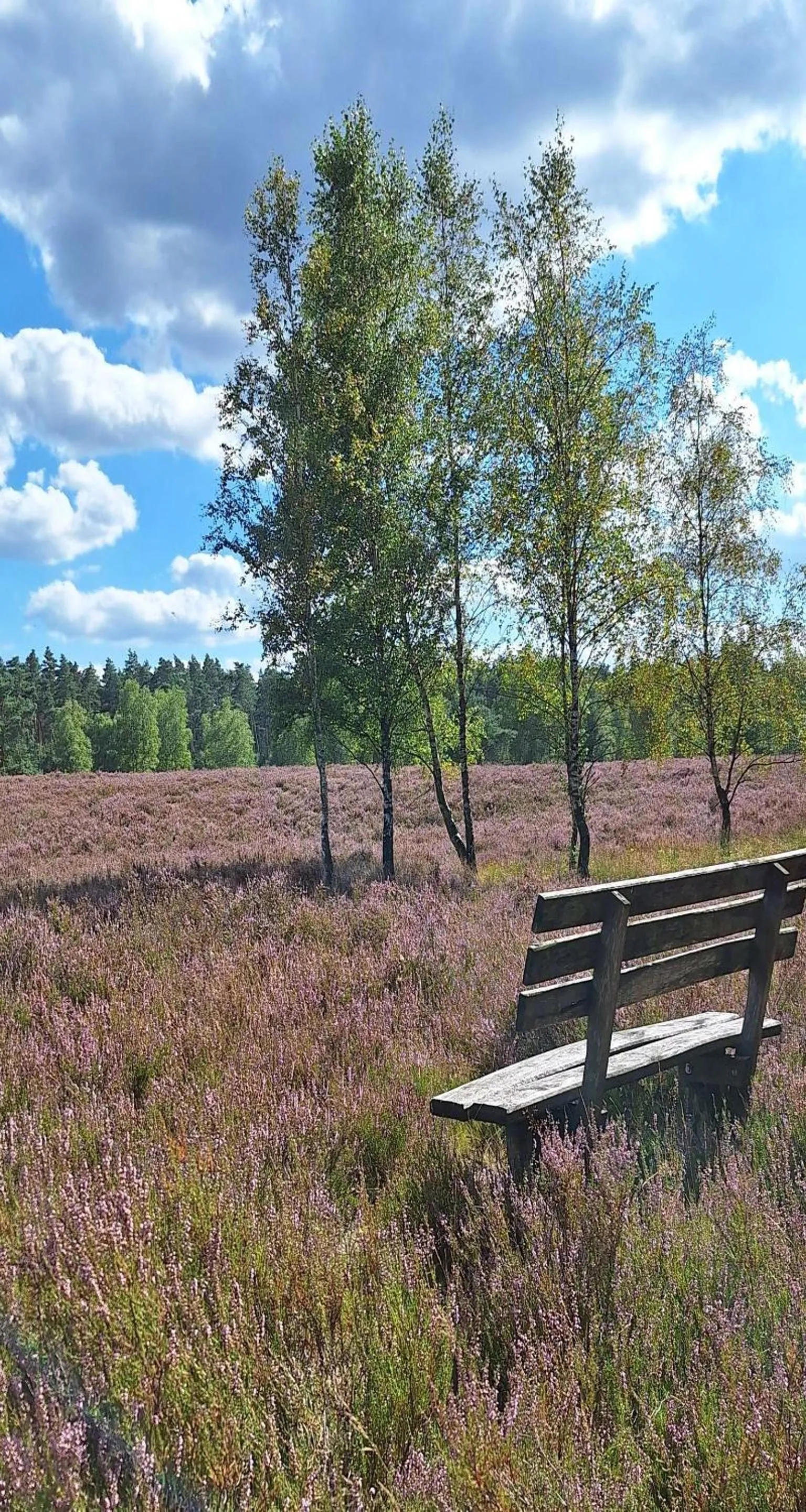 Nearby landmark in Best Western Hotel Heidehof