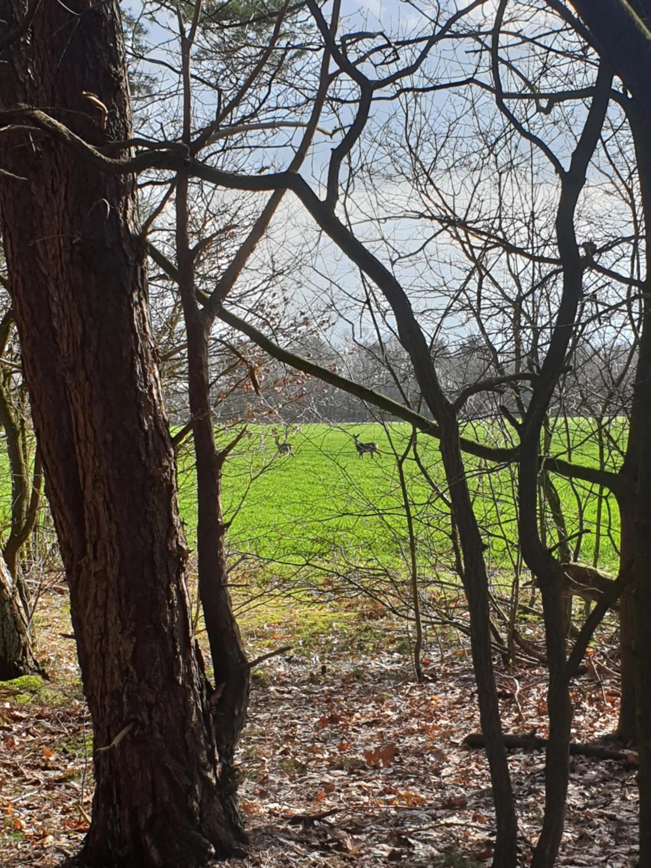 Natural landscape in Erve iemhorst