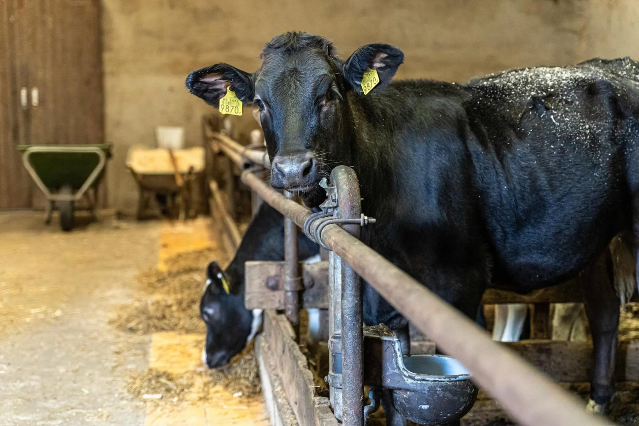 Animals in Erve iemhorst