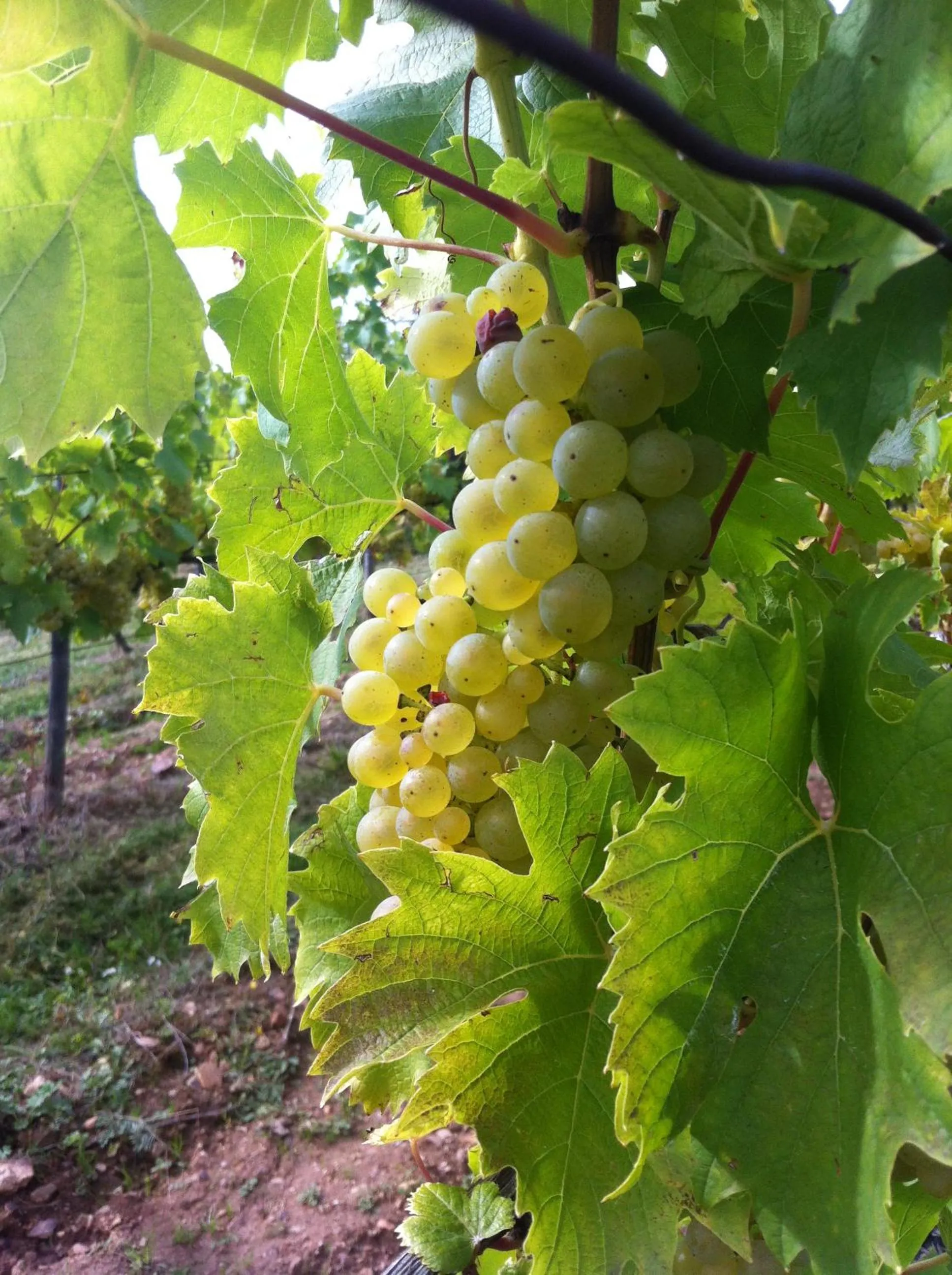 Other in Hotel Zum Bären