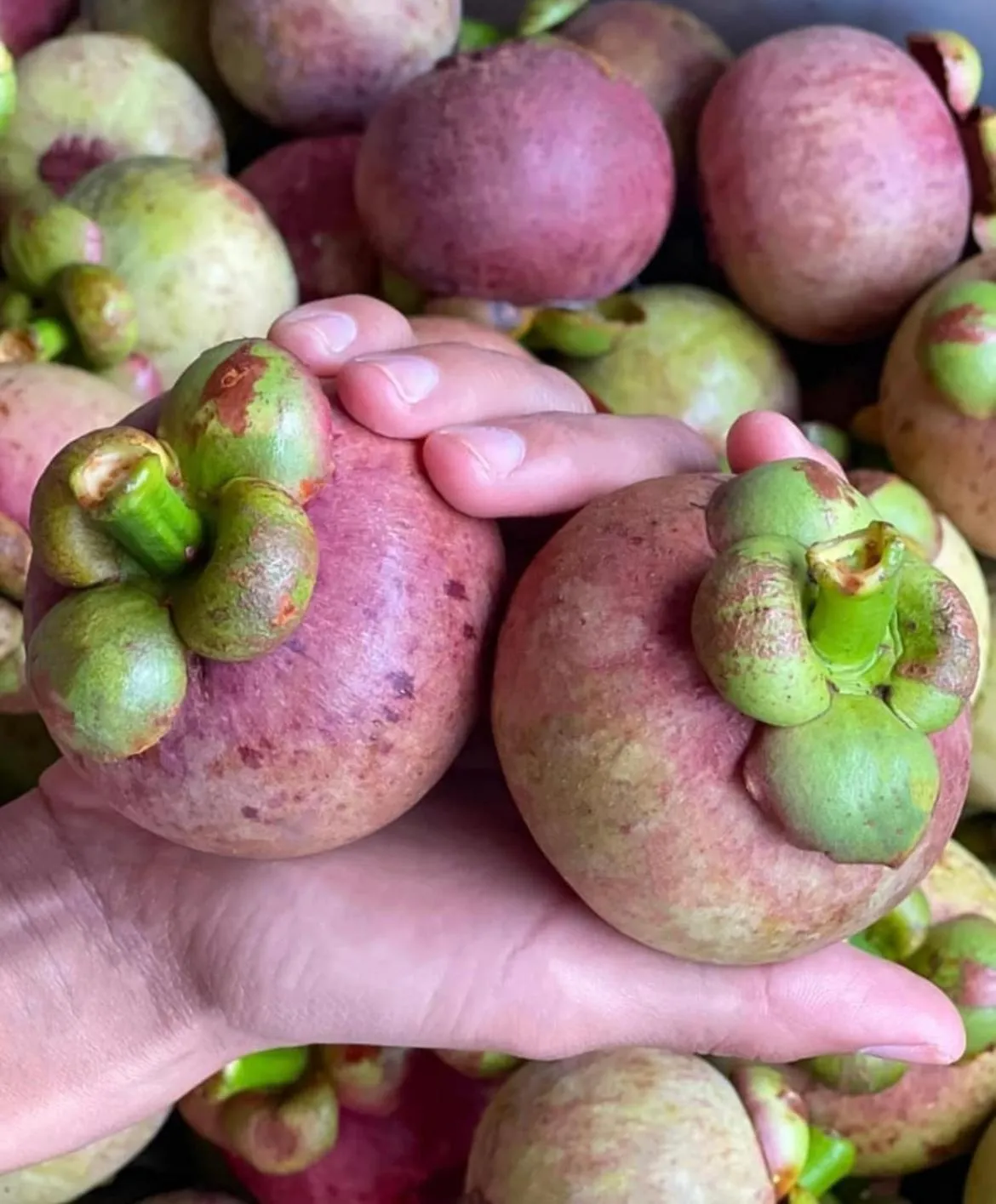 Kung Nok Tha Resort Nakhon Si Thammarat