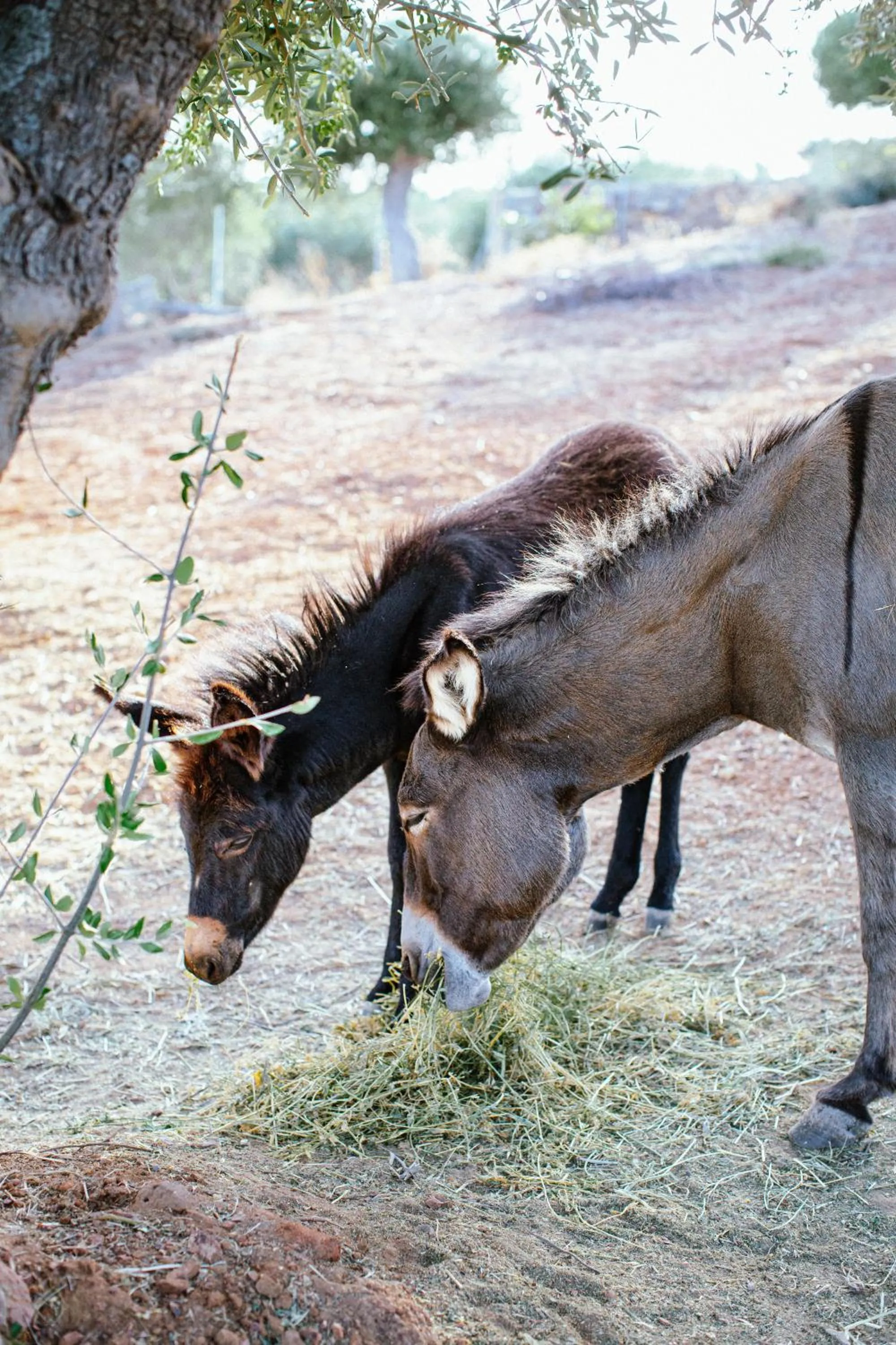 WHITE DONKEY BOUTIQUE Hotel