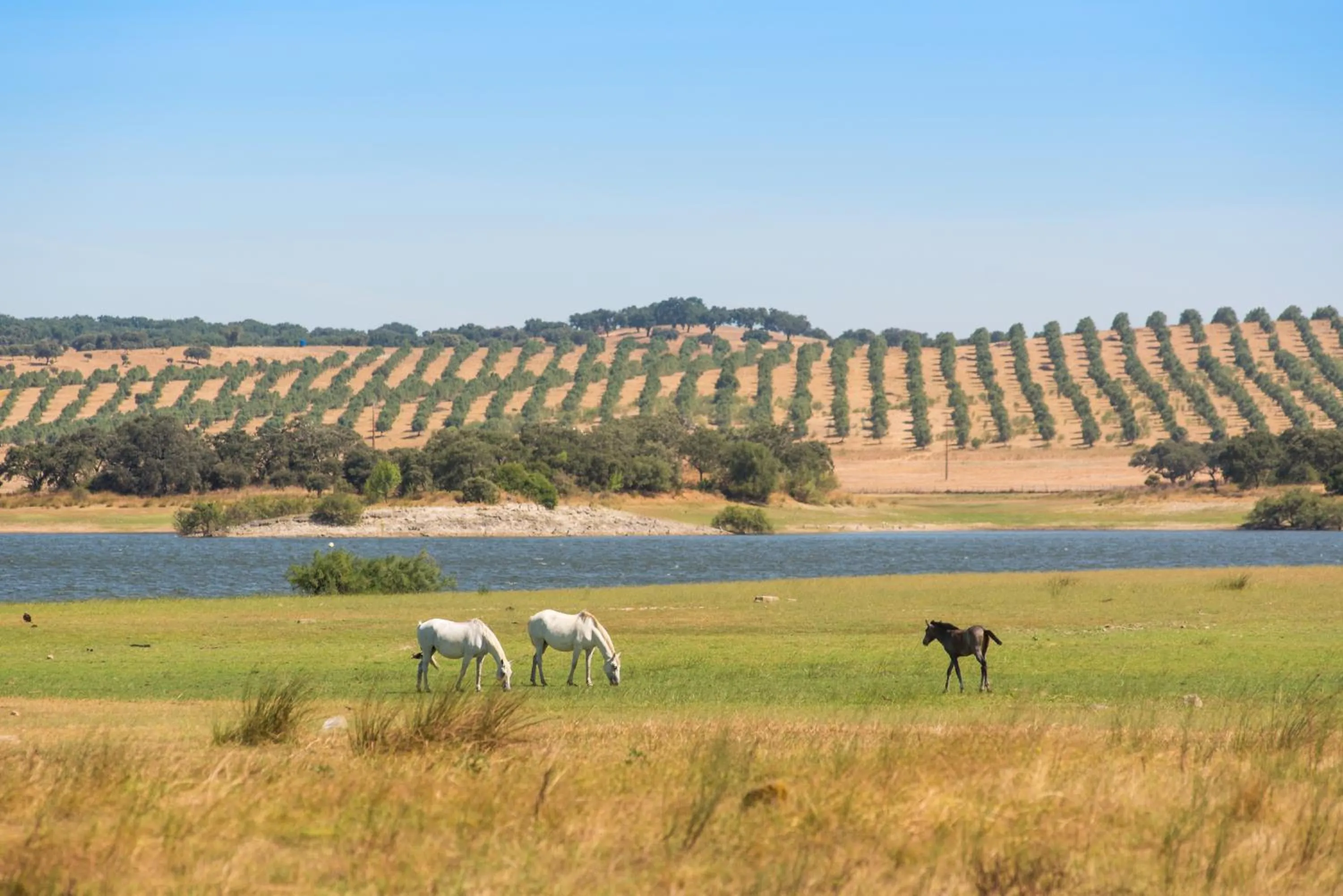 Activities in Vila Gale Collection Alter Real - Resort Equestre, Conference & Spa